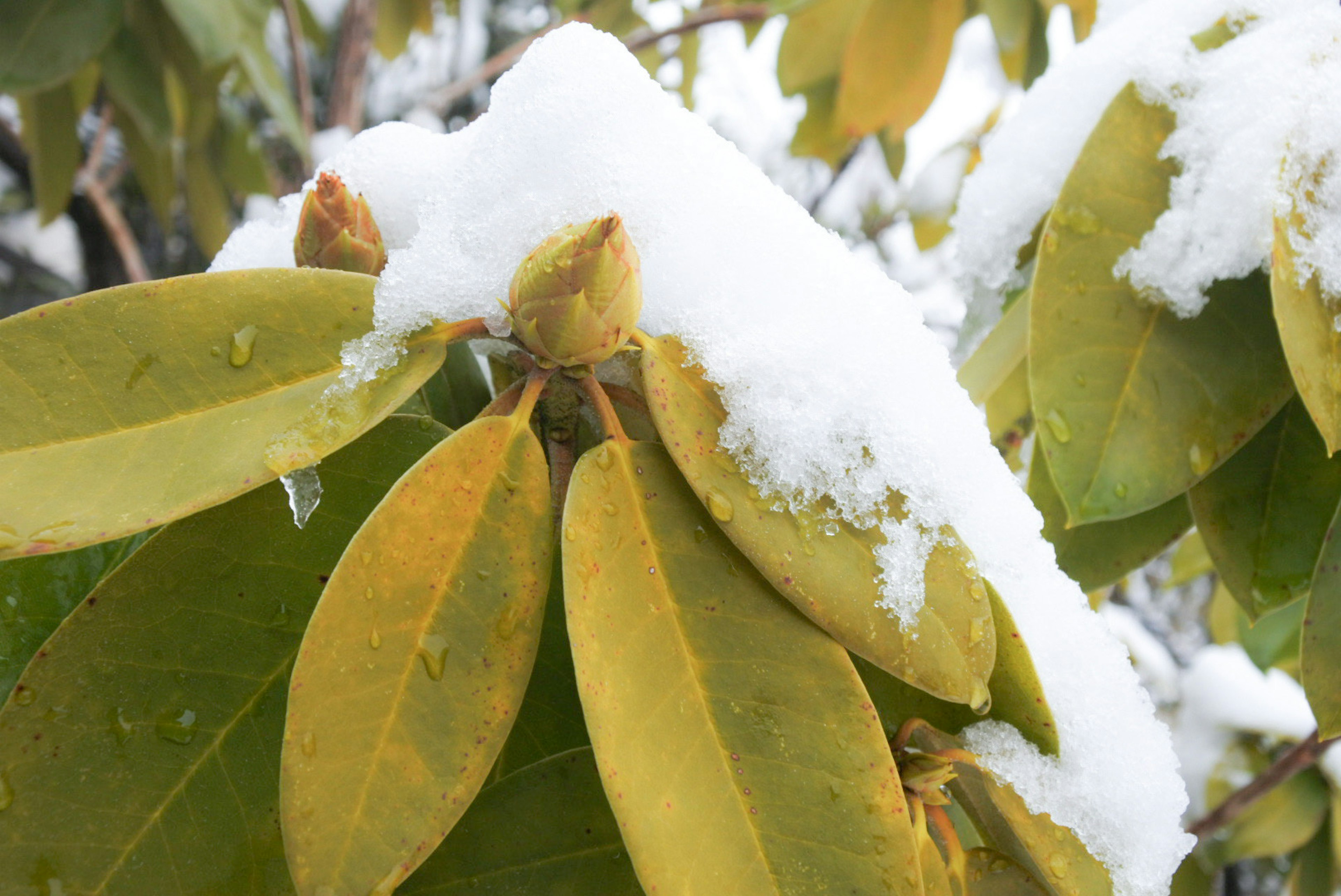 Gros plan sur des feuilles recouvertes de neige