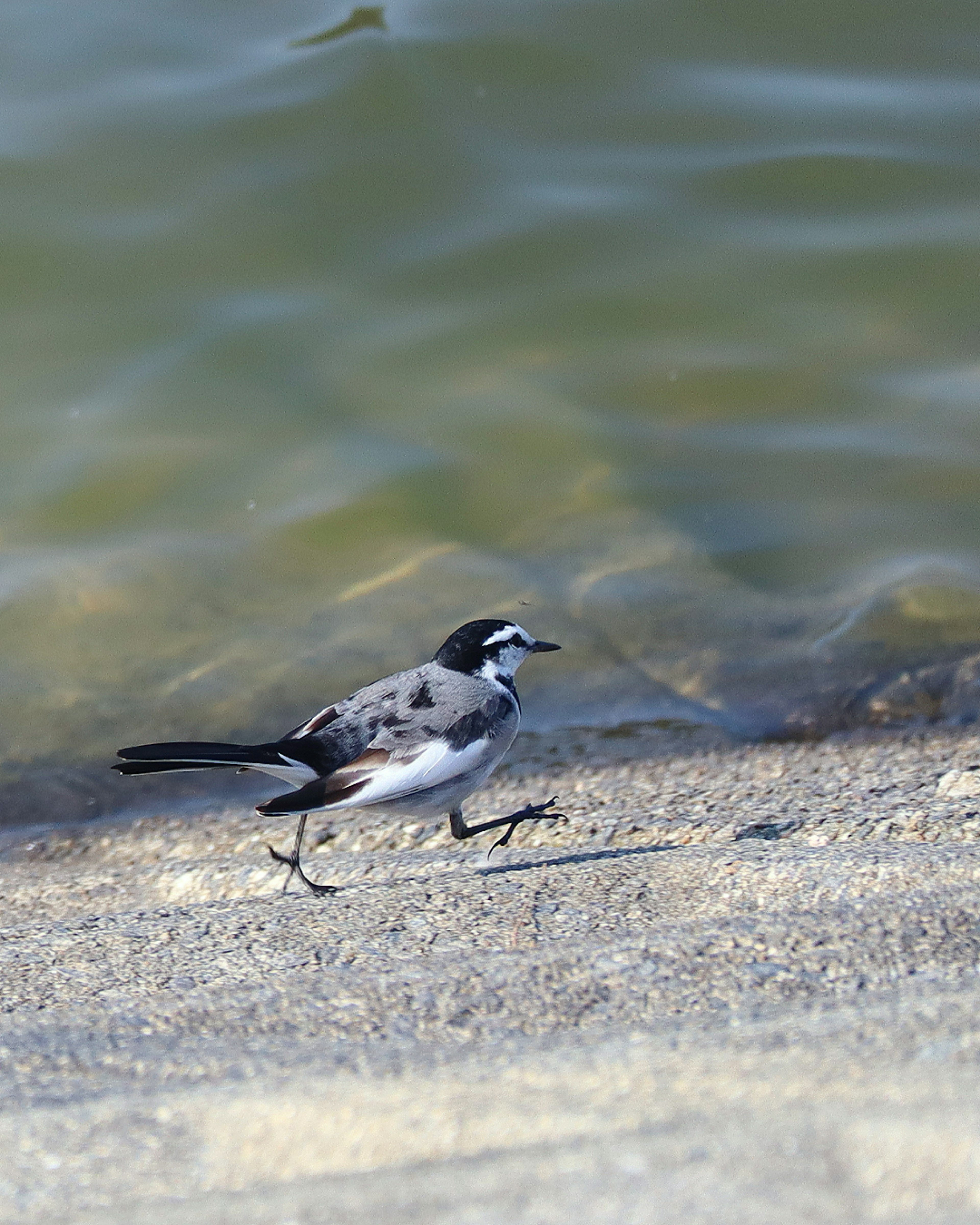 水辺を歩く白黒の鳥の姿