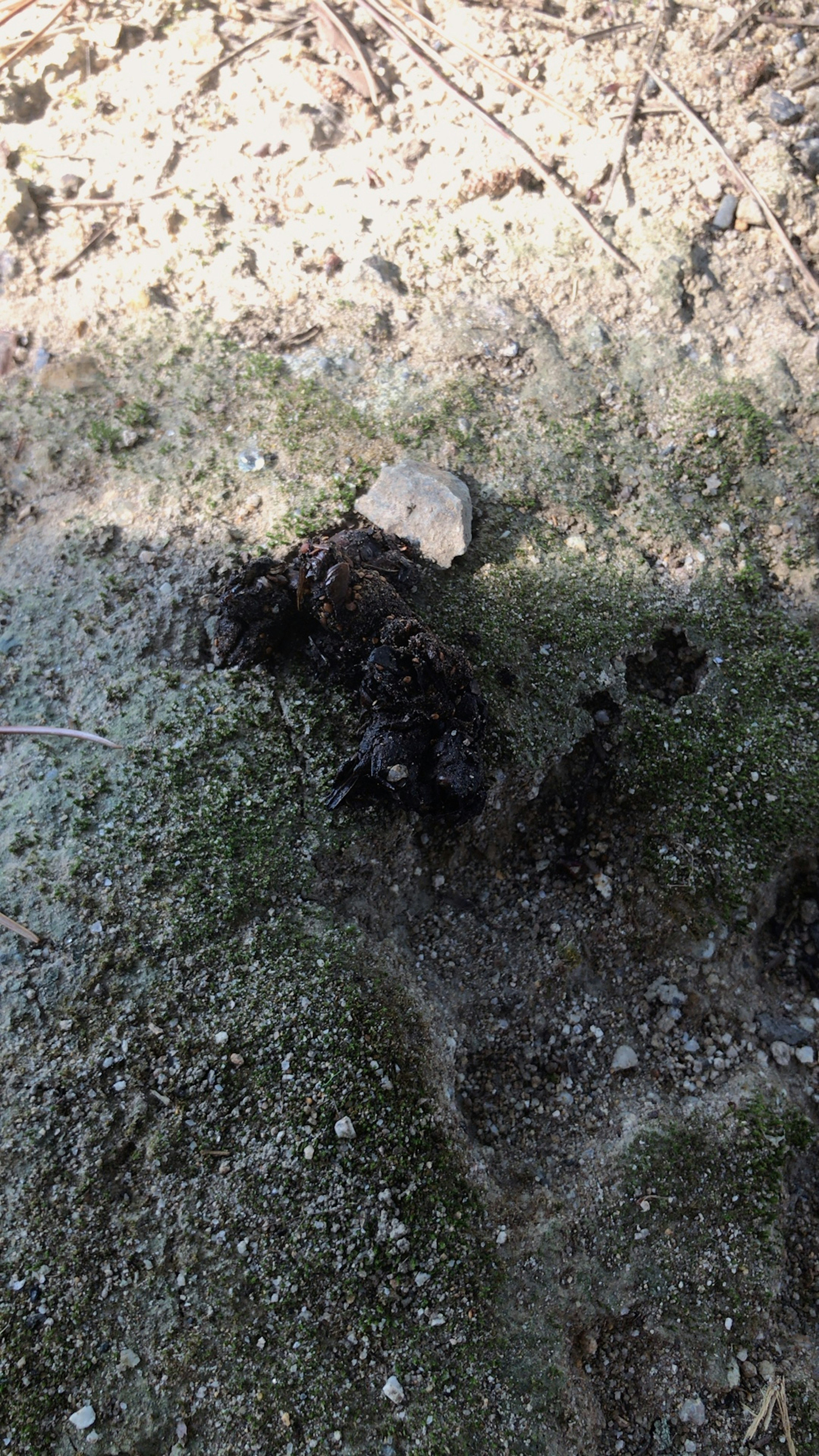 Dark organic material and stone on the ground