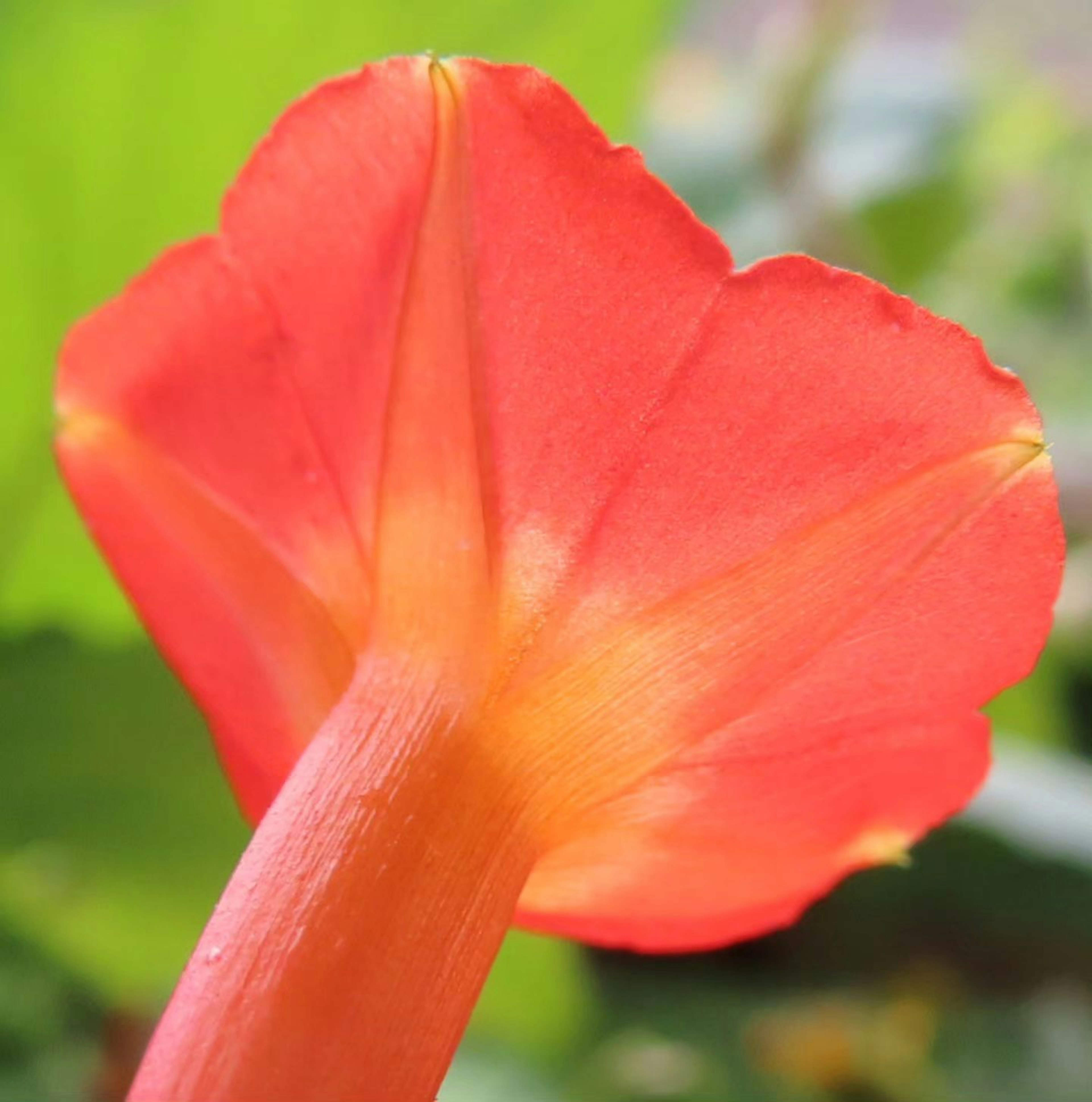 Pétalo de flor roja vibrante y tallo de una planta visto desde atrás