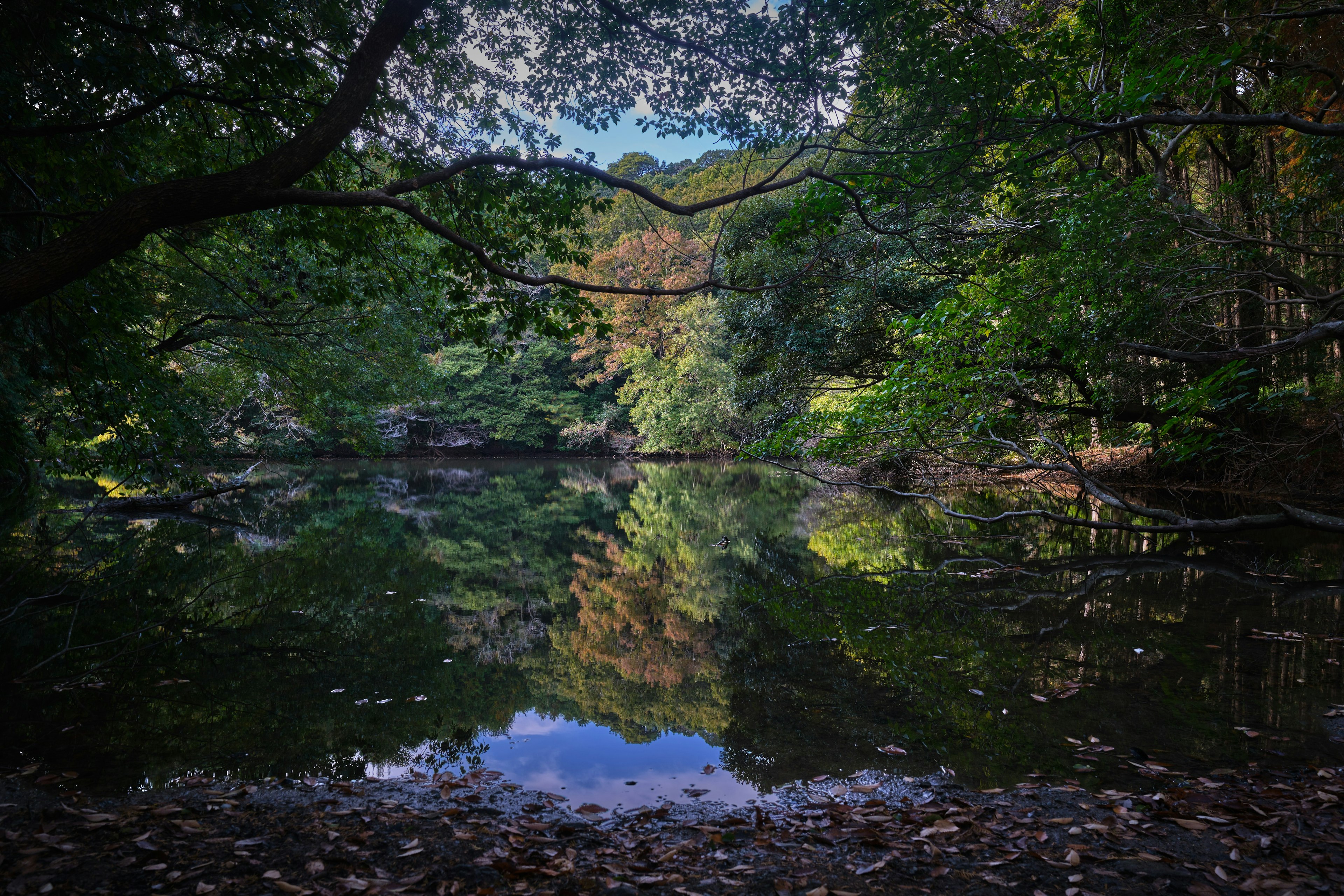 Lac serein reflétant des arbres verts et des couleurs d'automne