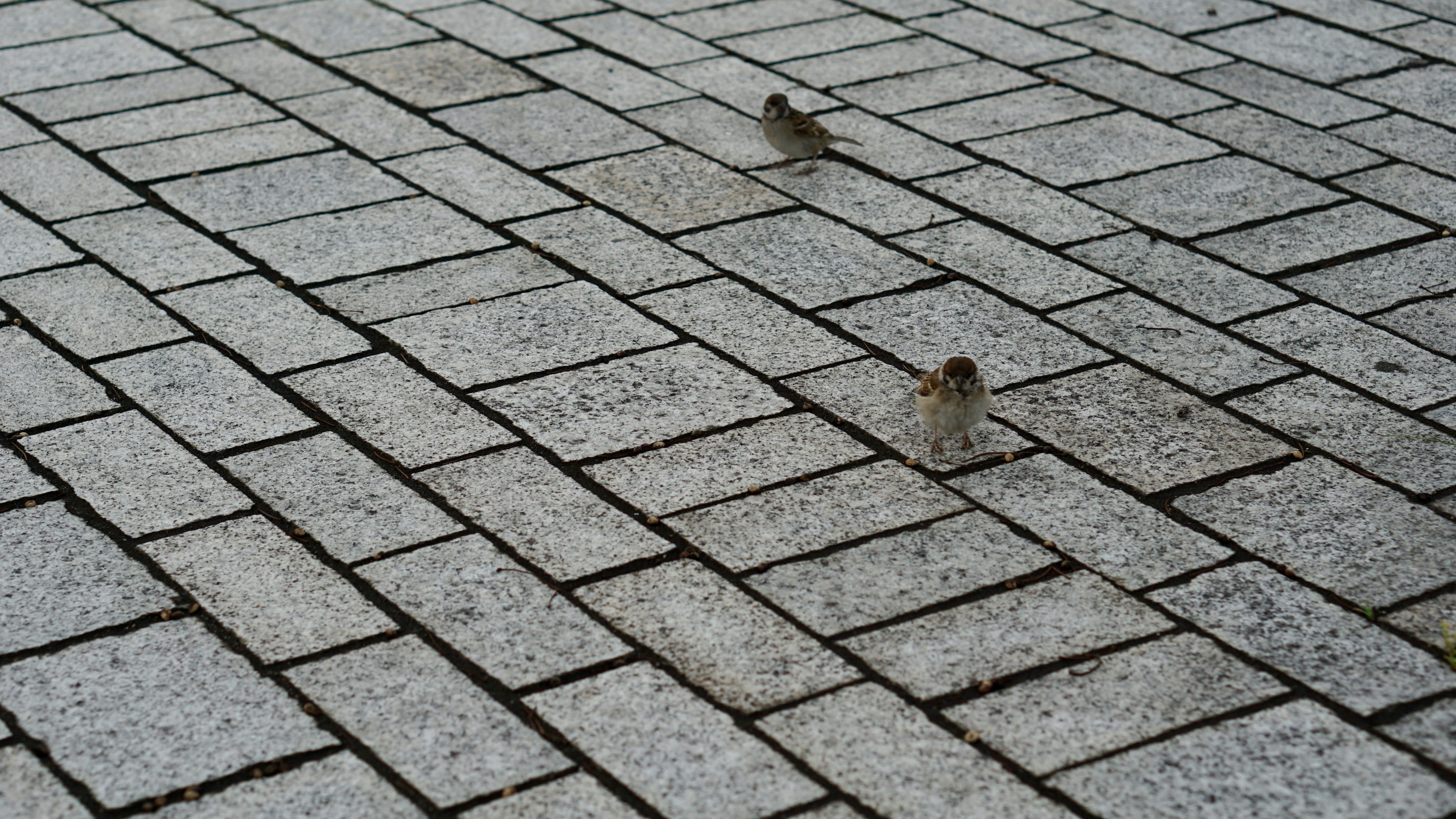 Two small birds on a stone pavement