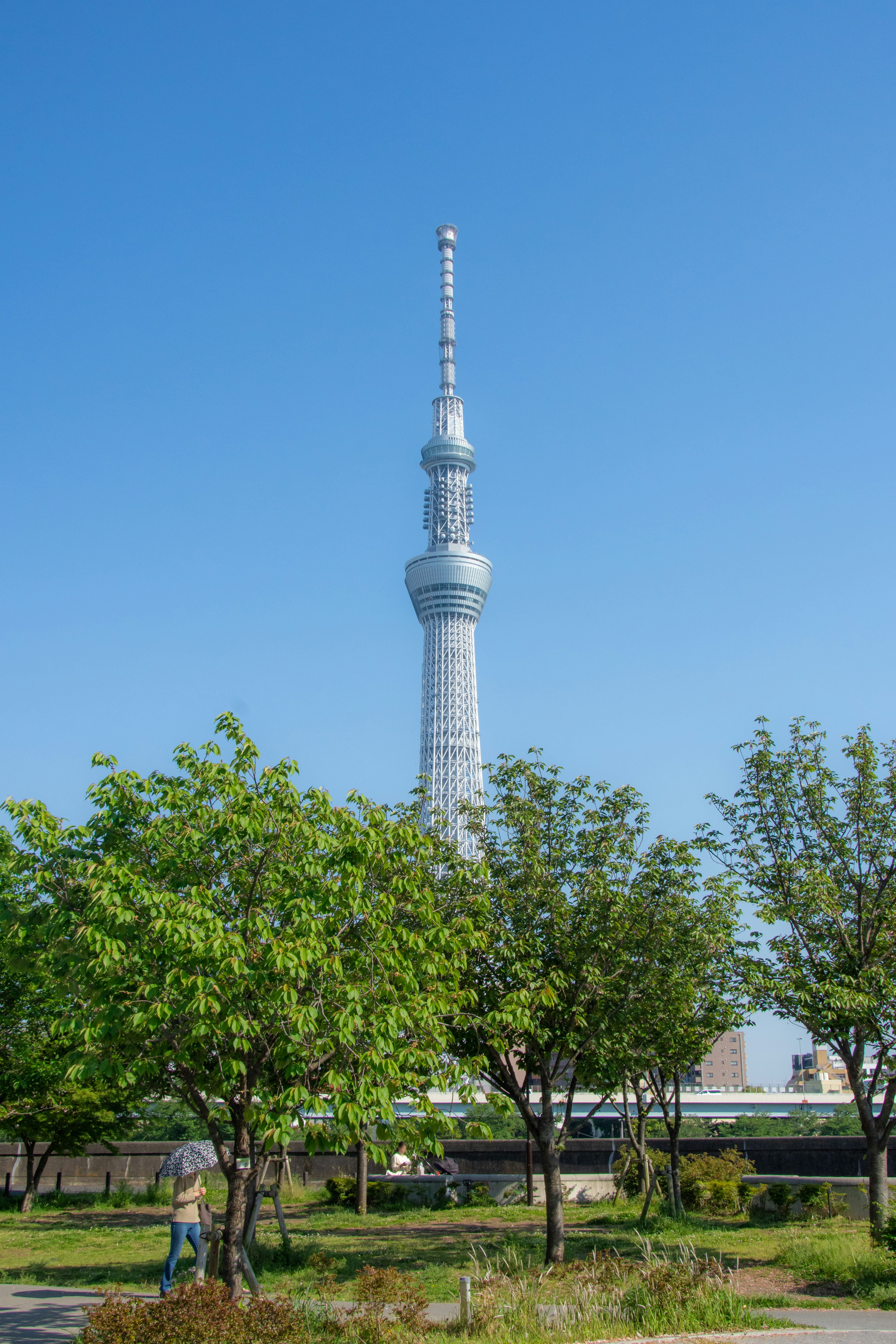 东京晴空下高耸的东京天空树和郁郁葱葱的公园景观