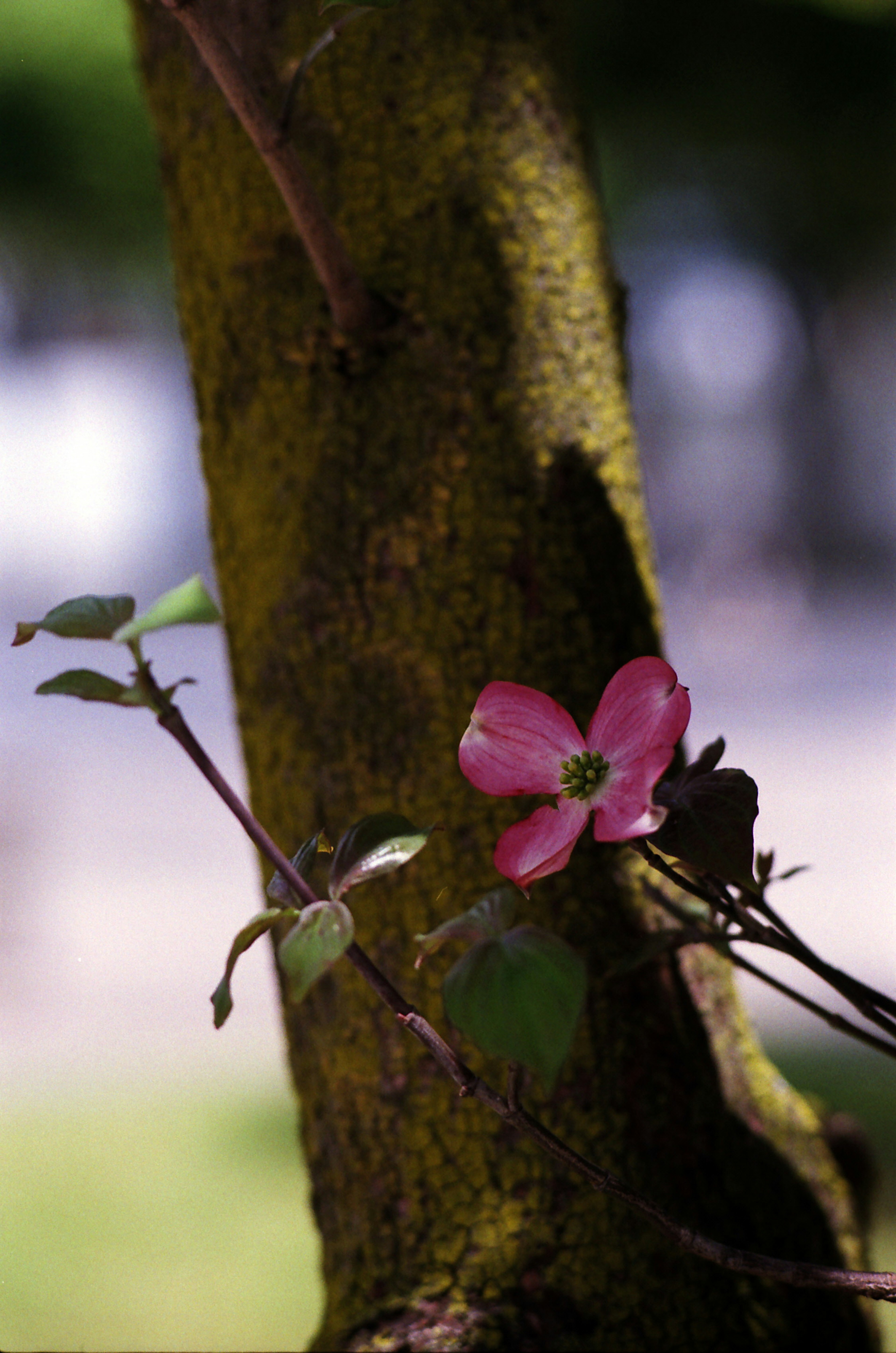 Pink flower blooming on a tree trunk with green leaves