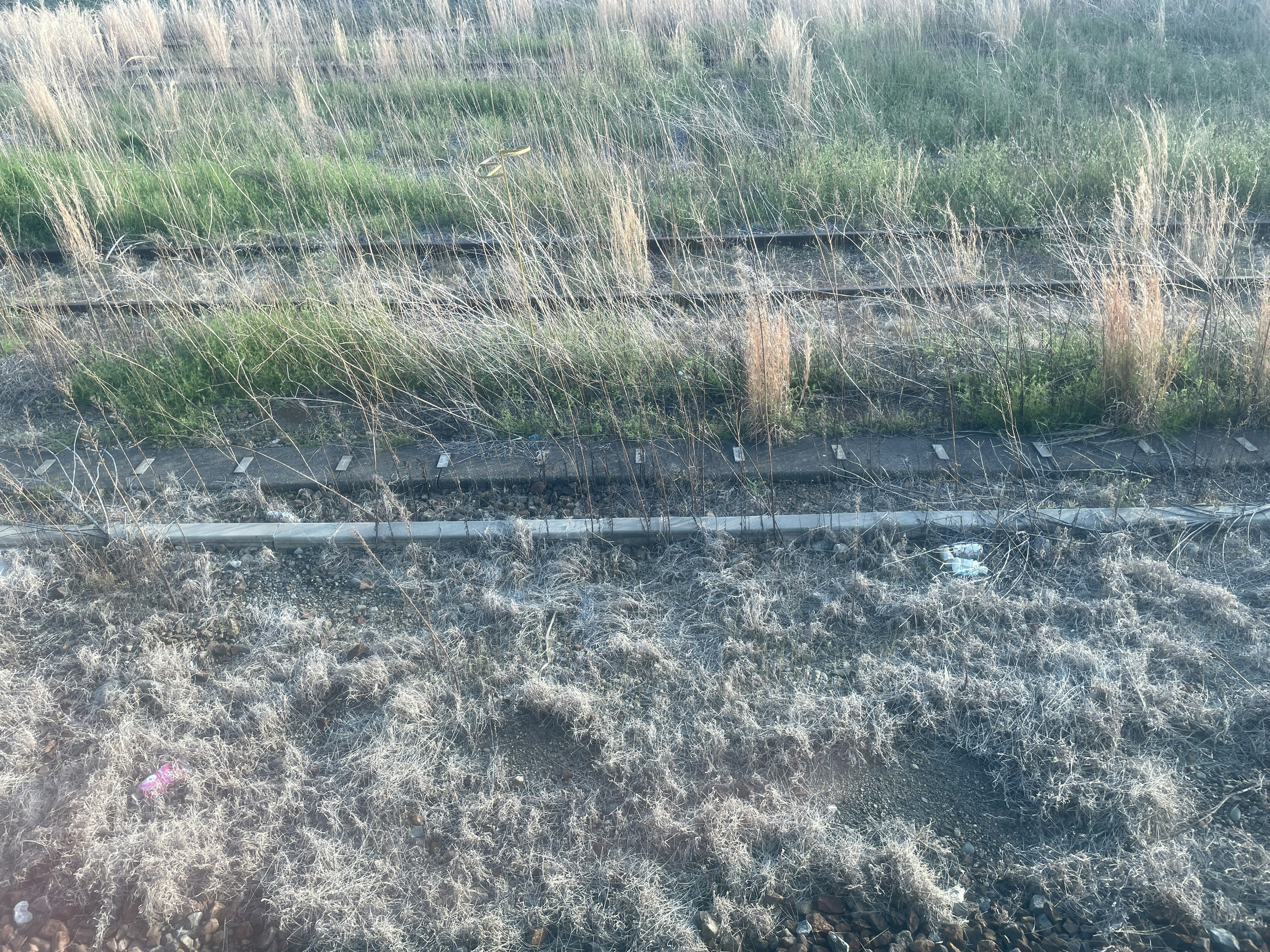 Jalur kereta api yang ditumbuhi rumput tinggi