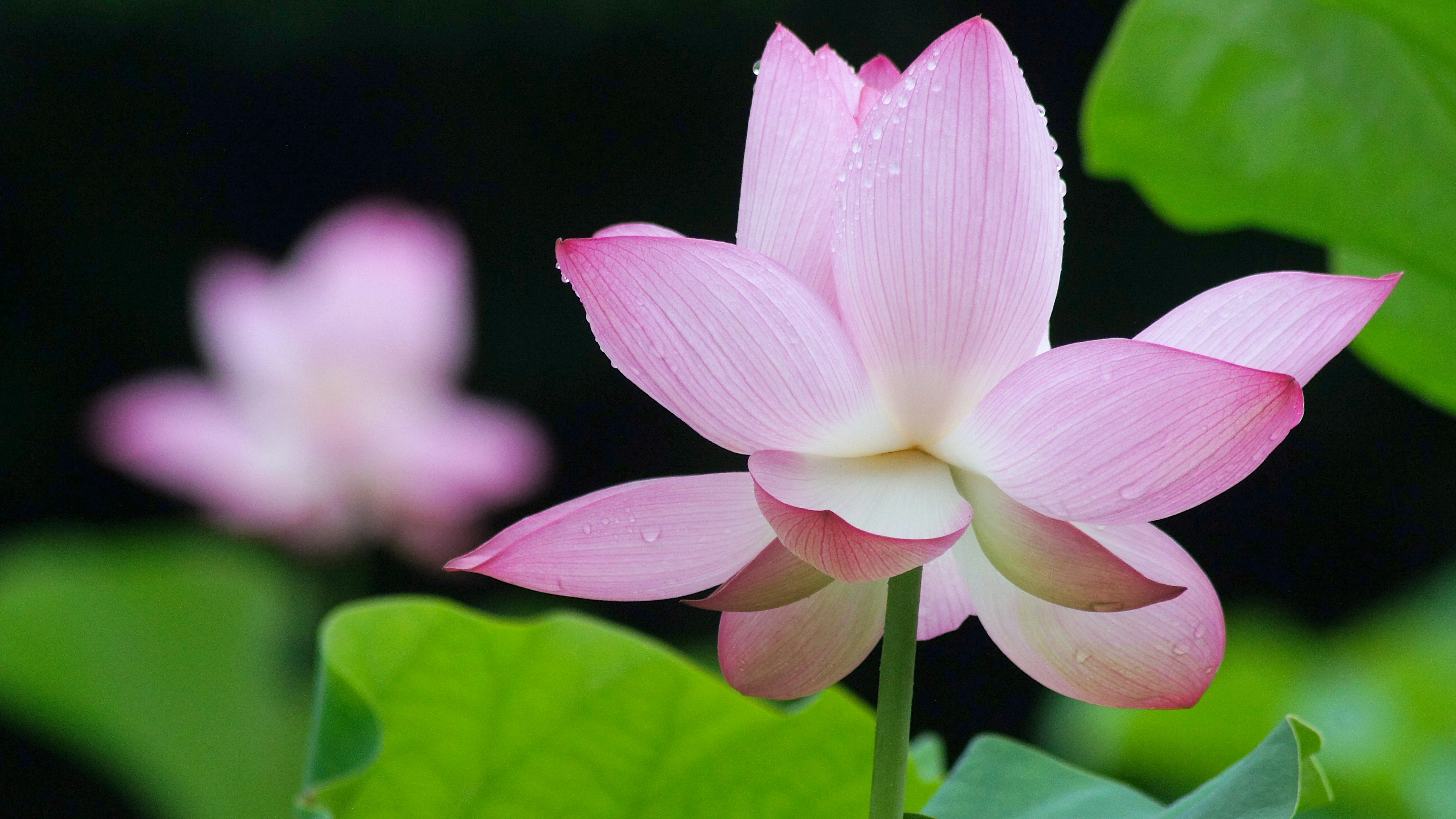 粉色莲花与绿色叶子在宁静的环境中