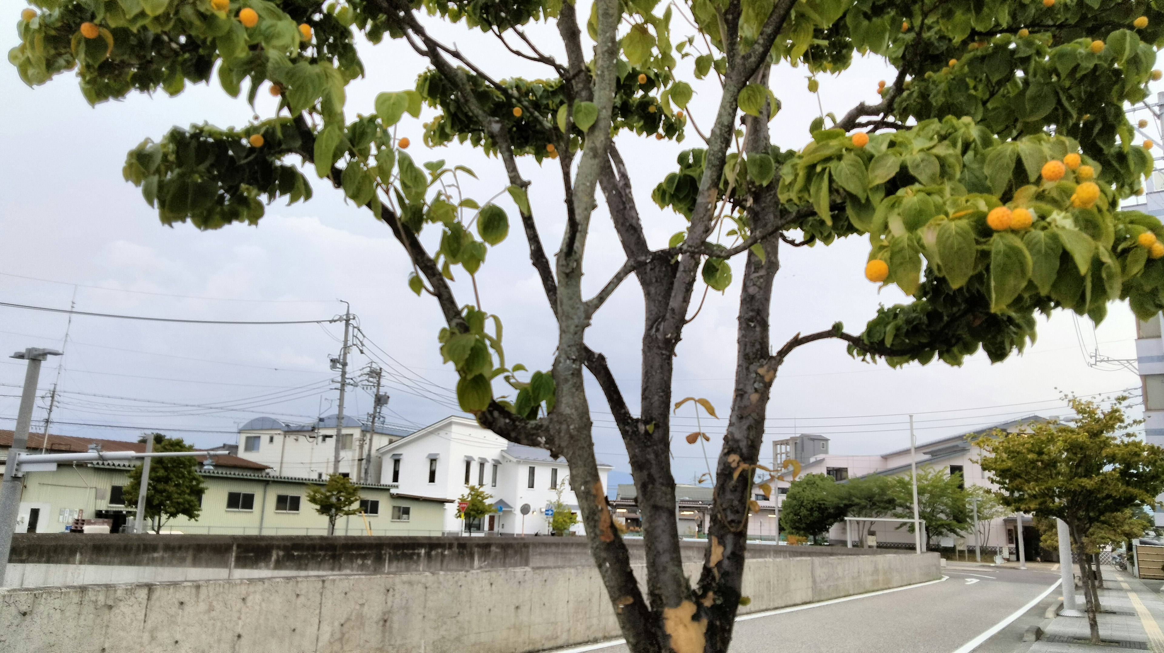 街路に立つ果樹の木と周囲の建物