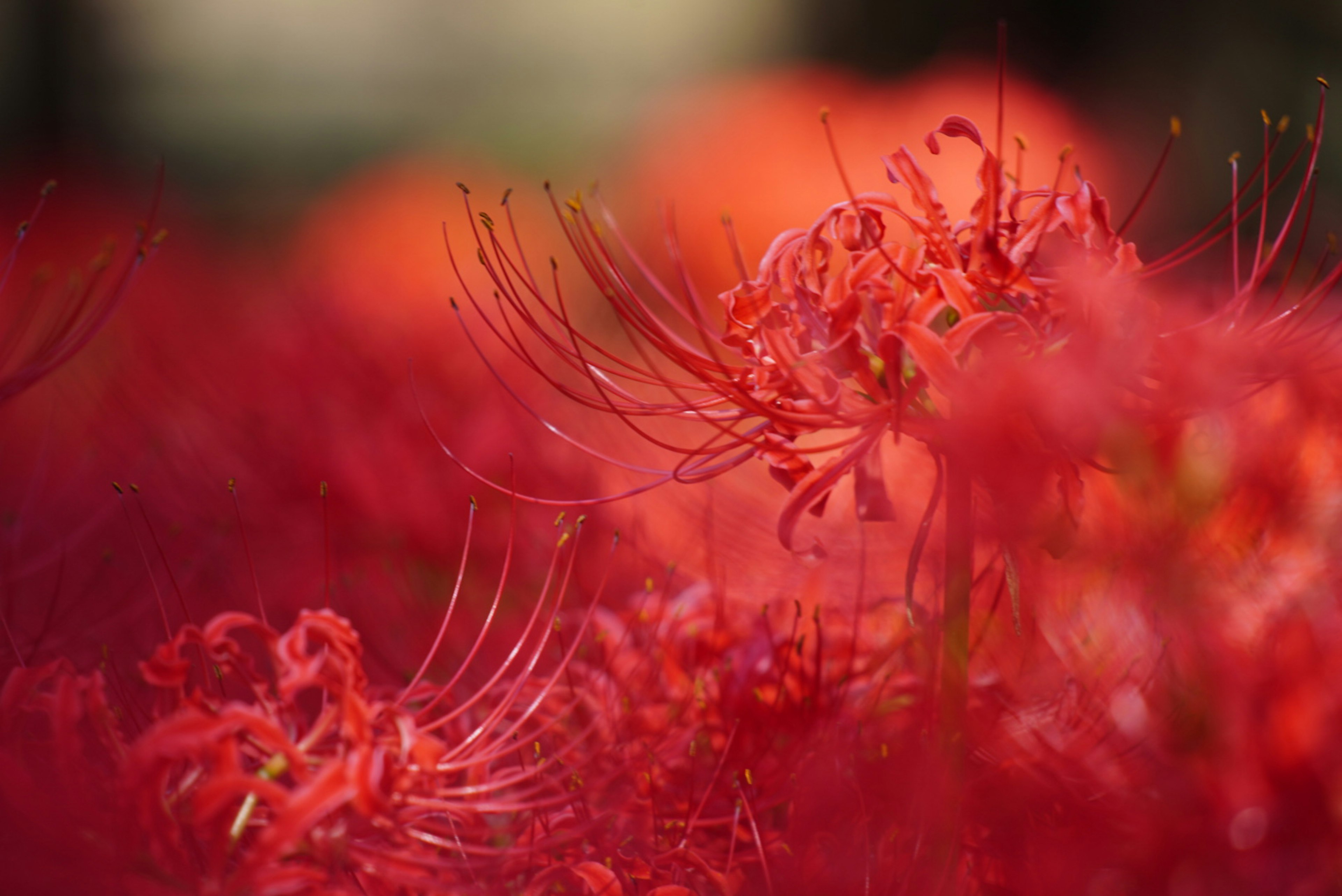 赤い彼岸花の花弁が鮮やかに広がる背景がぼかされた画像