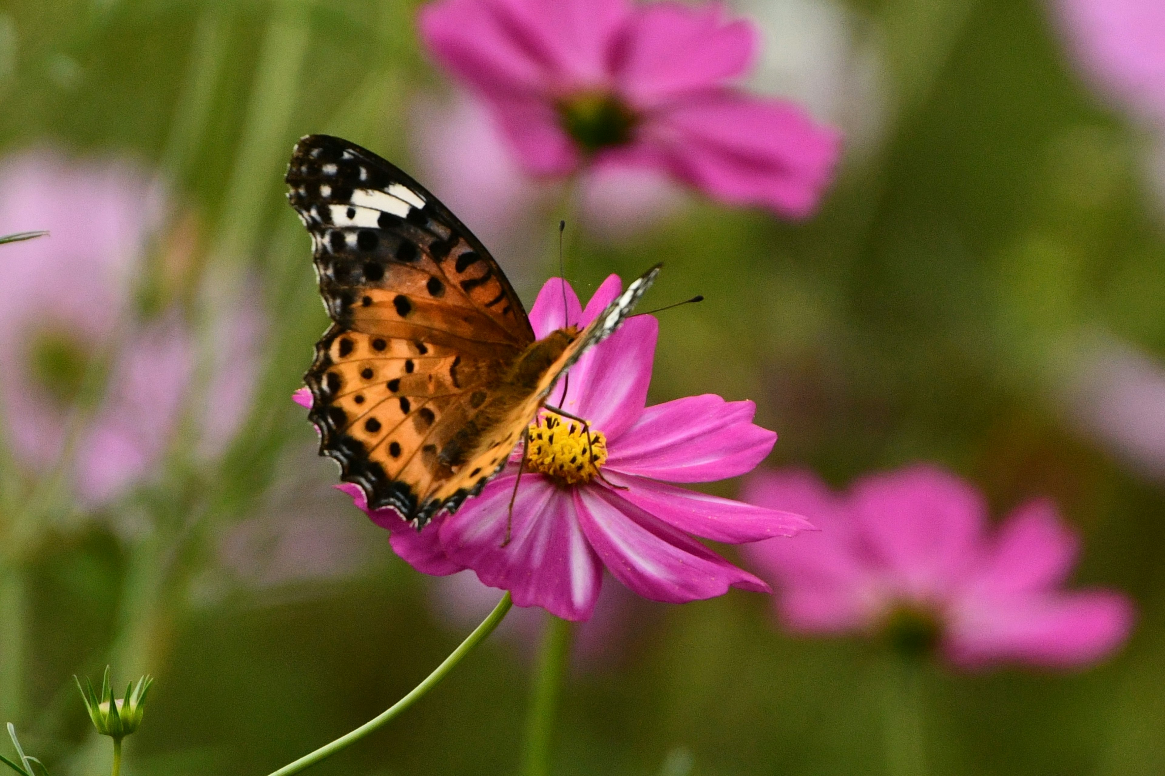 美しい蝶がピンクの花の上に止まっている様子