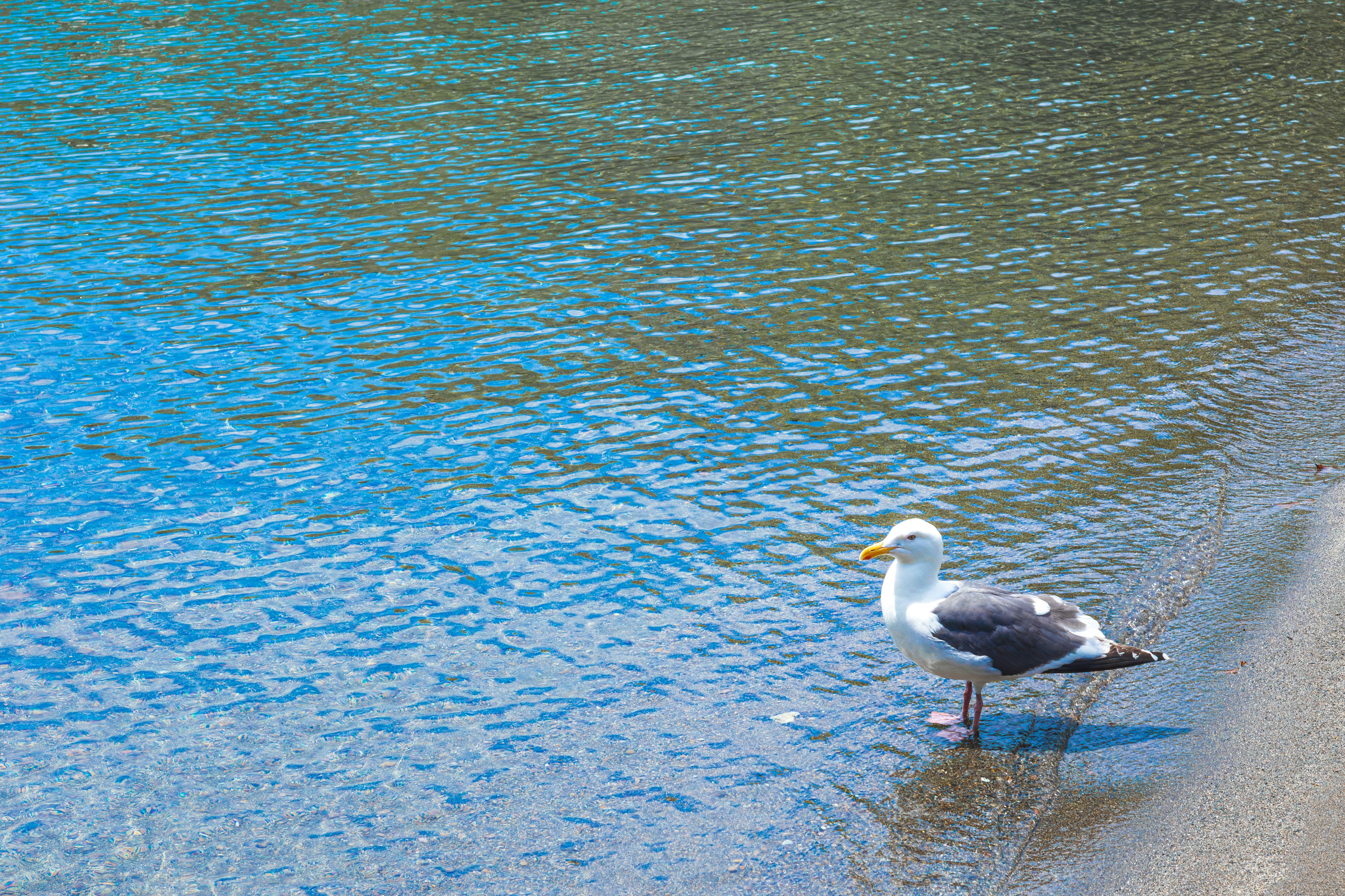 Mouette se tenant au bord d'une eau bleue