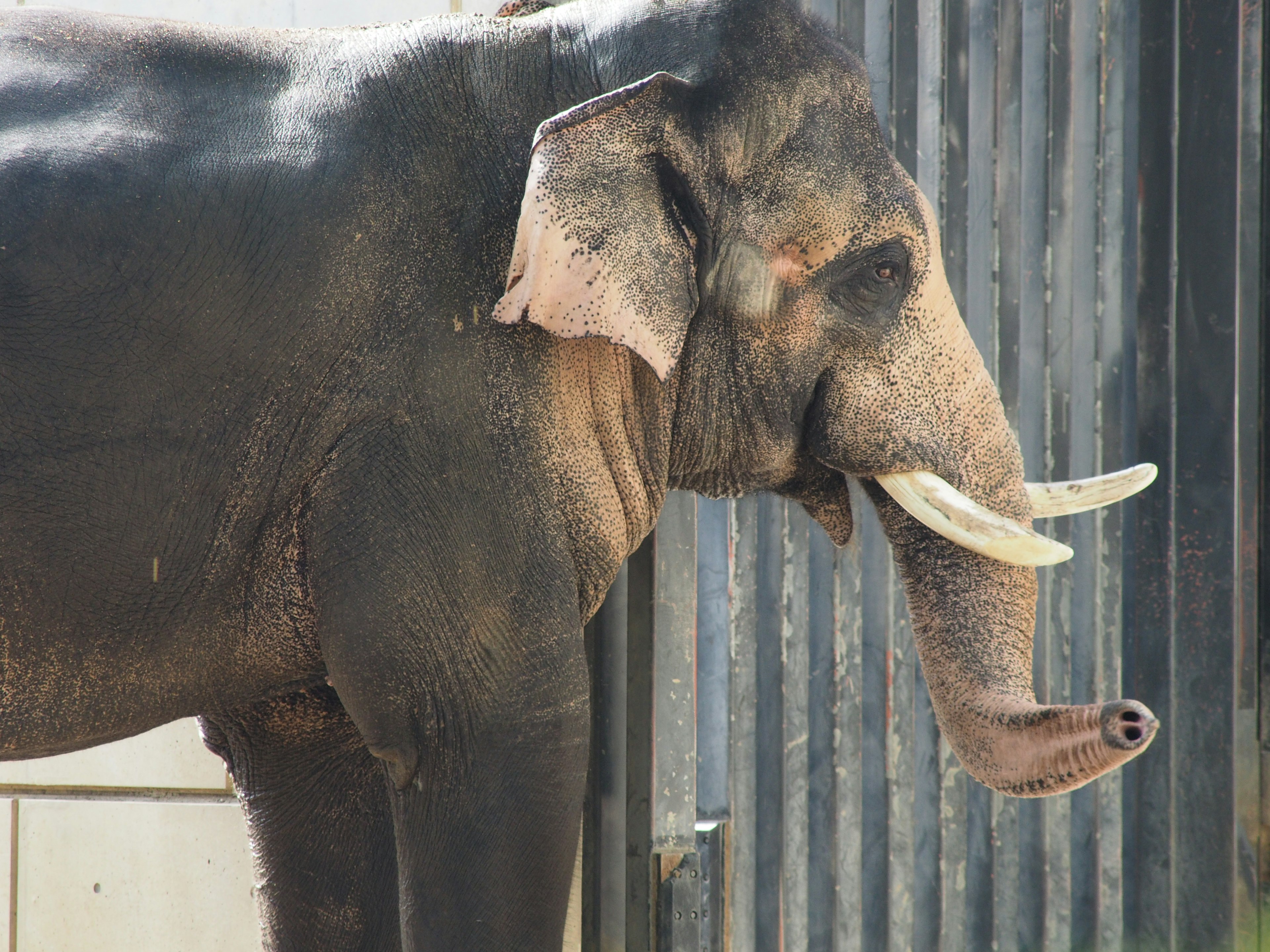 Tampilan samping seekor gajah berdiri di depan pagar logam