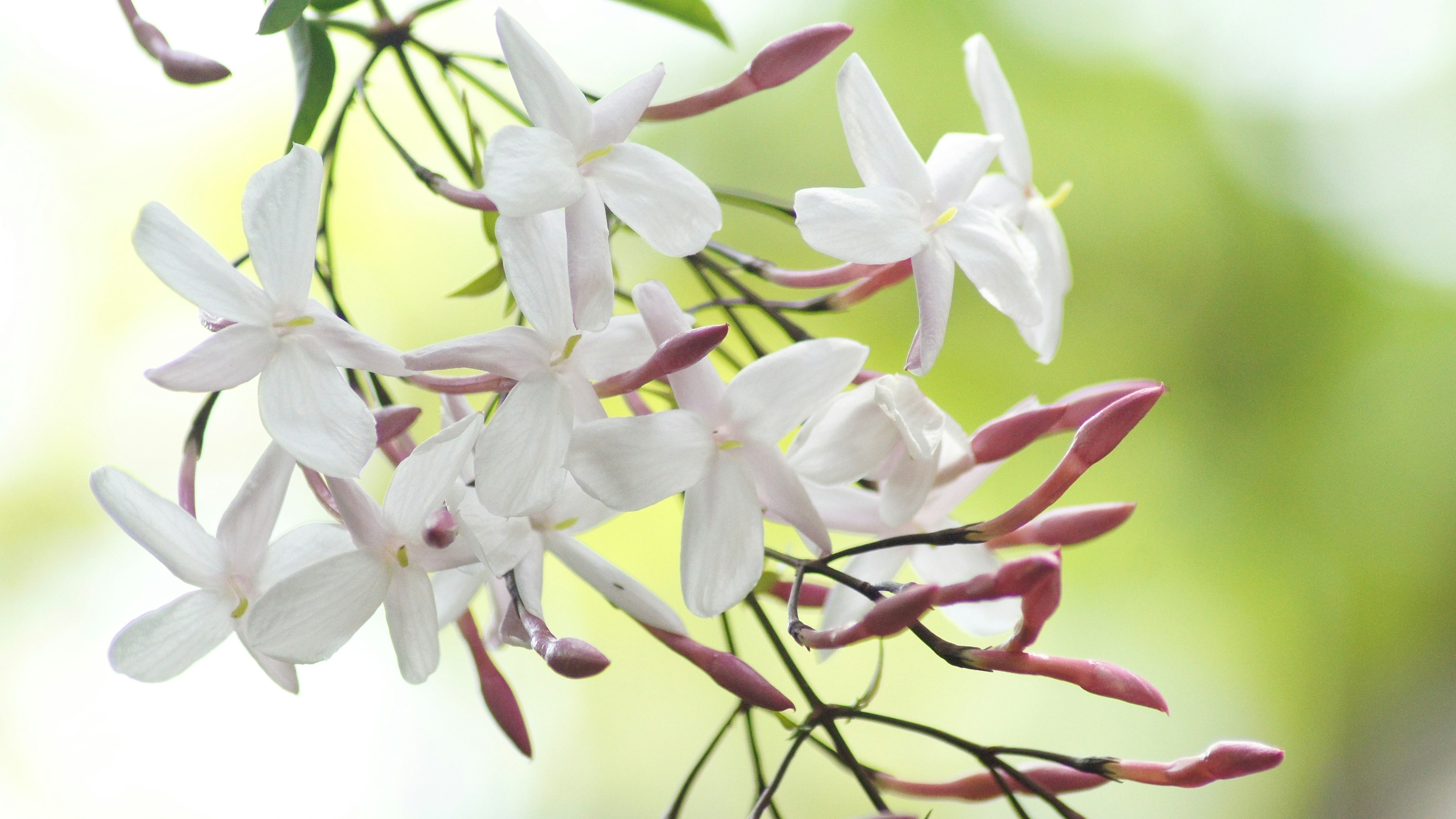 Fleurs blanches délicates avec des accents roses sur un fond vert doux