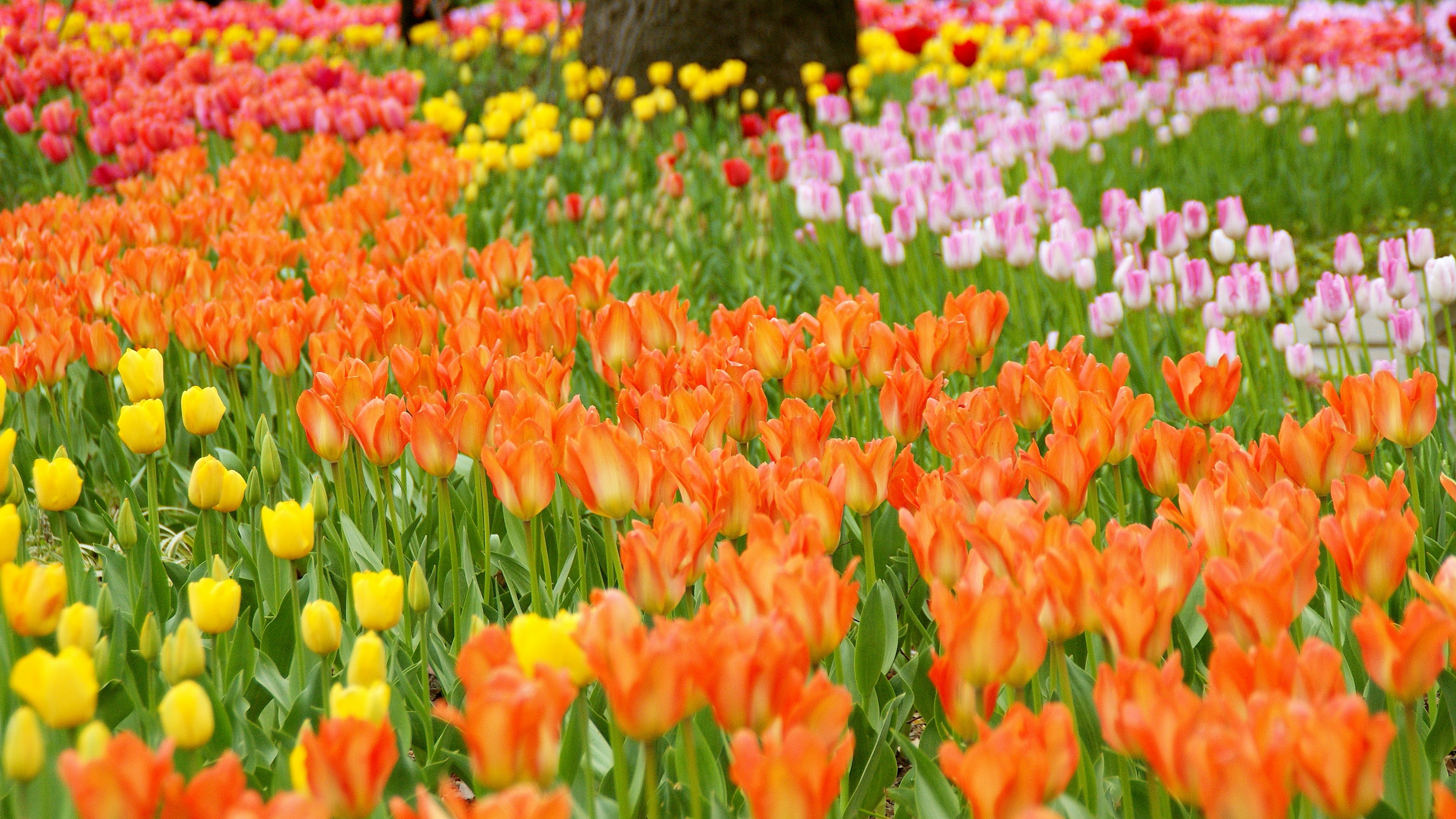 Lebendige Tulpenfelder mit orangefarbenen, gelben, rosa und lila Blumen