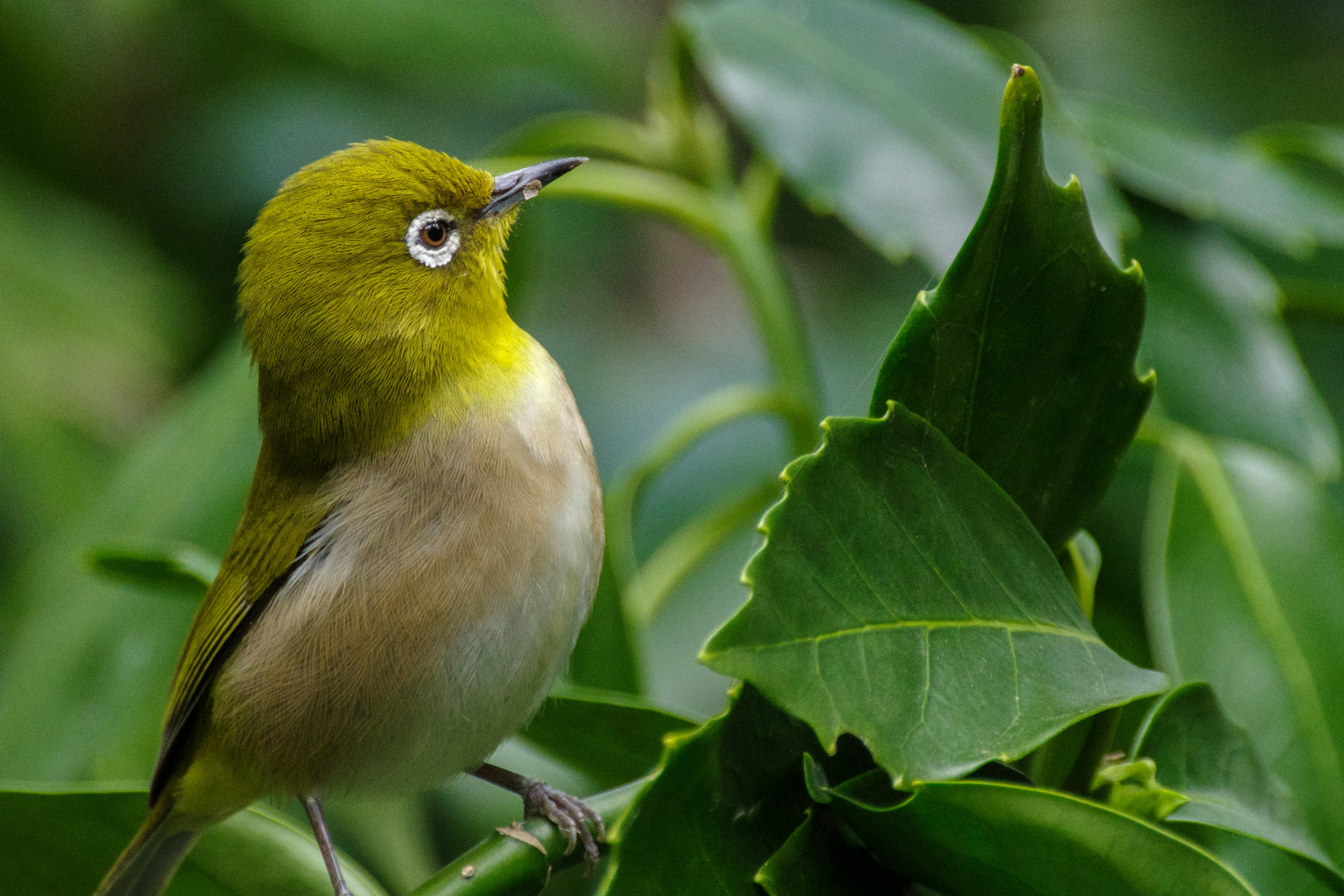 Ein kleiner Vogel mit grünem Kopf, der nahe Blättern sitzt