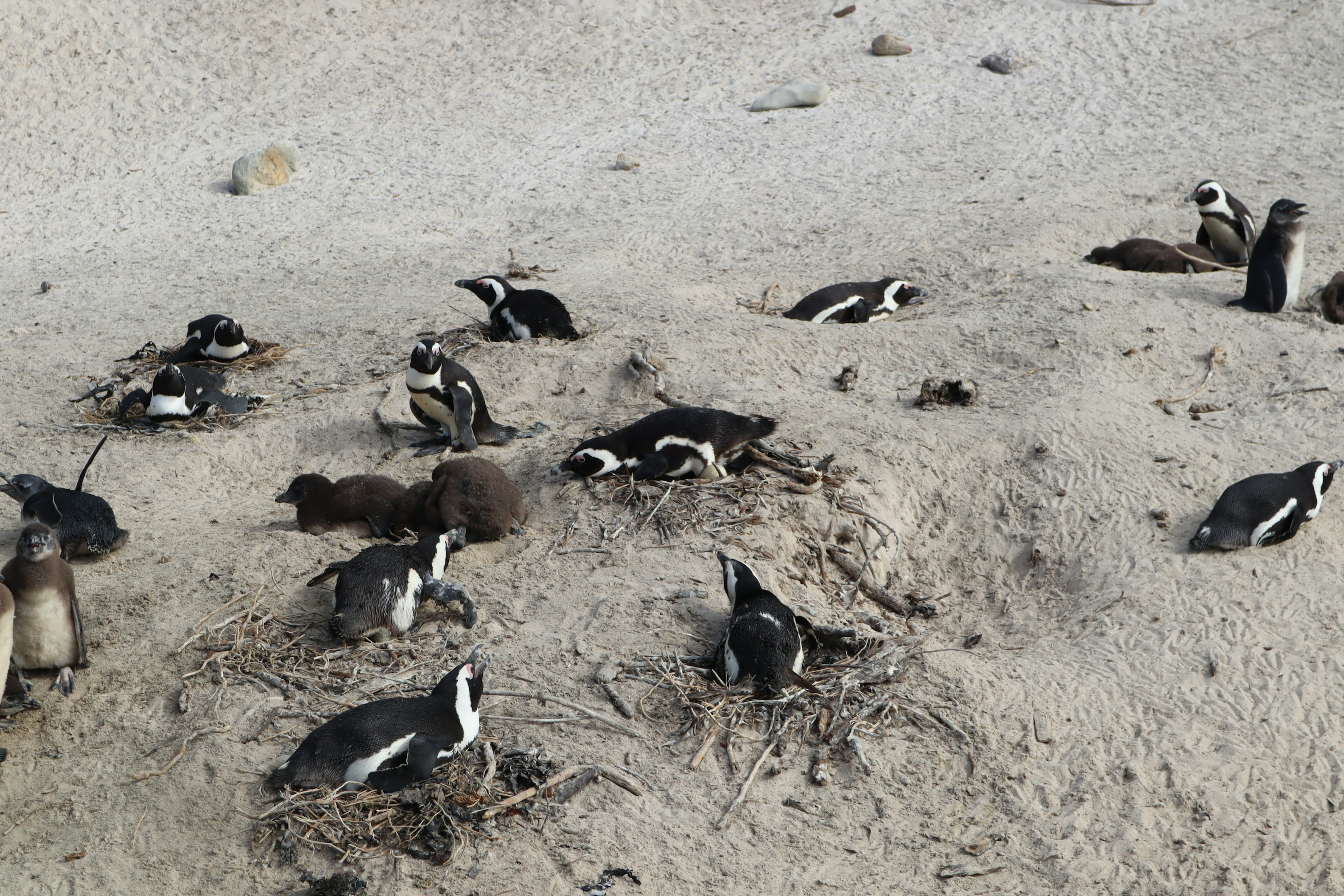 Une scène de plusieurs pingouins nichant sur une plage de sable