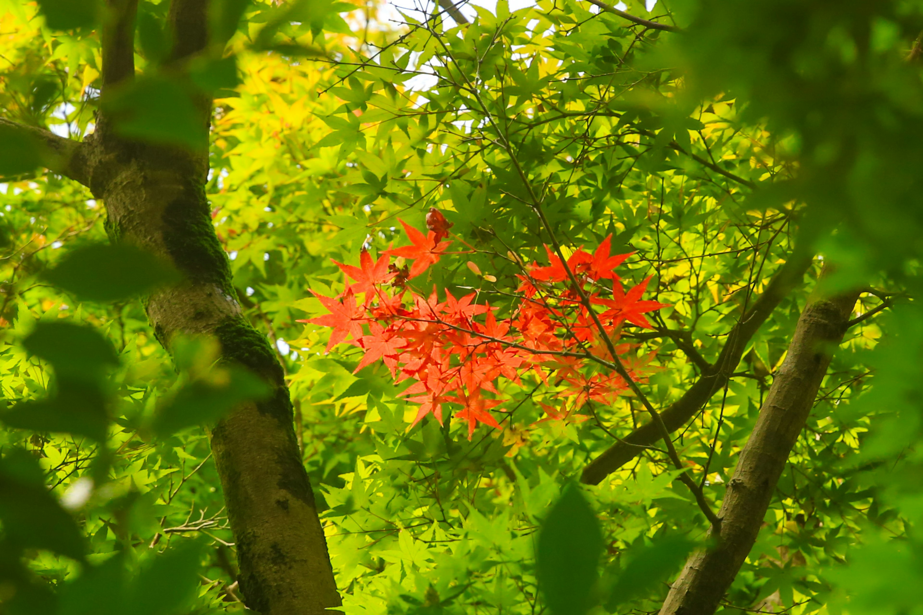 Daun maple merah mencolok di antara dedaunan hijau yang cerah