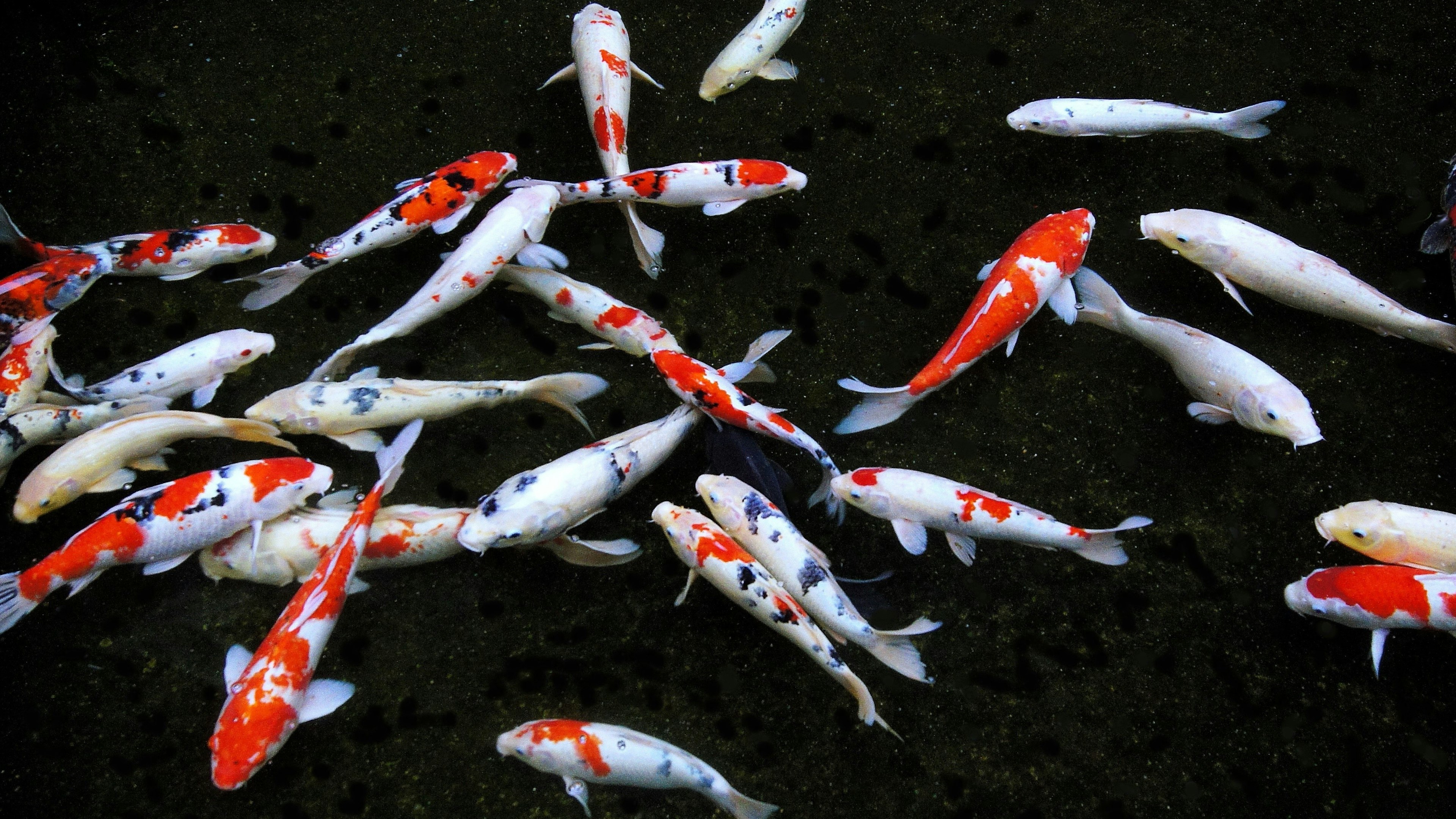 Des poissons koi colorés nageant dans l'eau