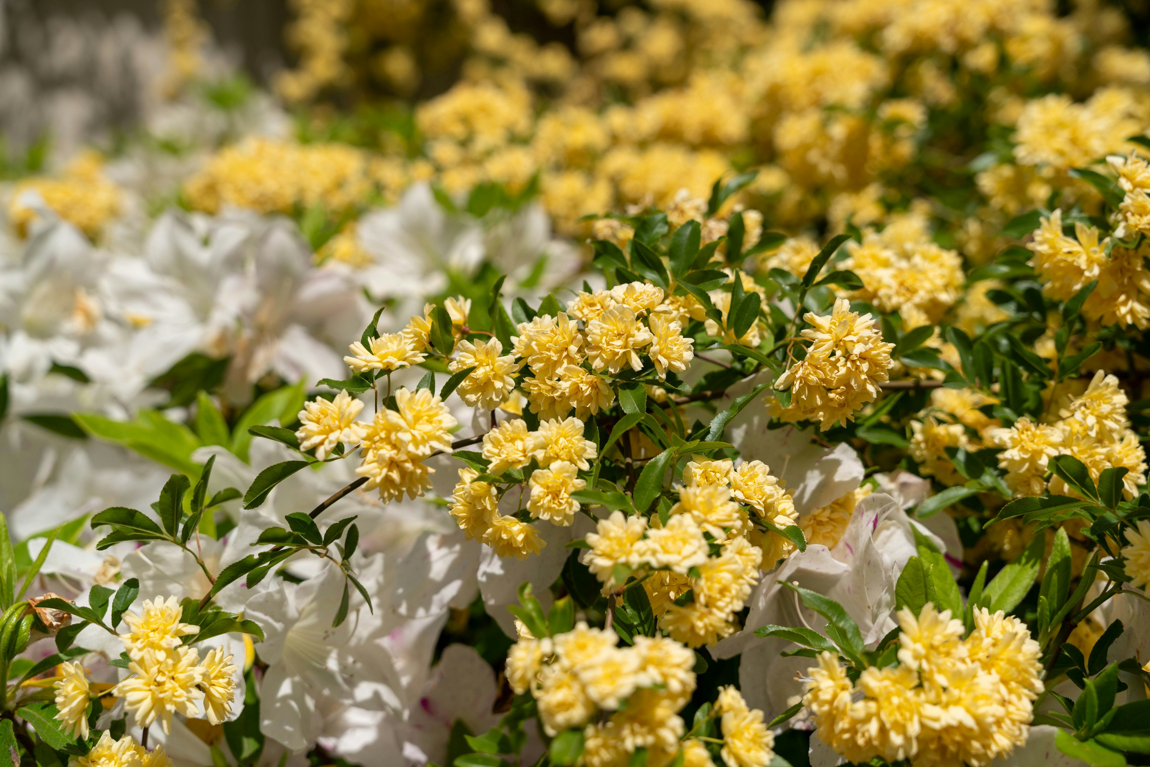 Ein schöner Garten mit blühenden gelben und weißen Blumen