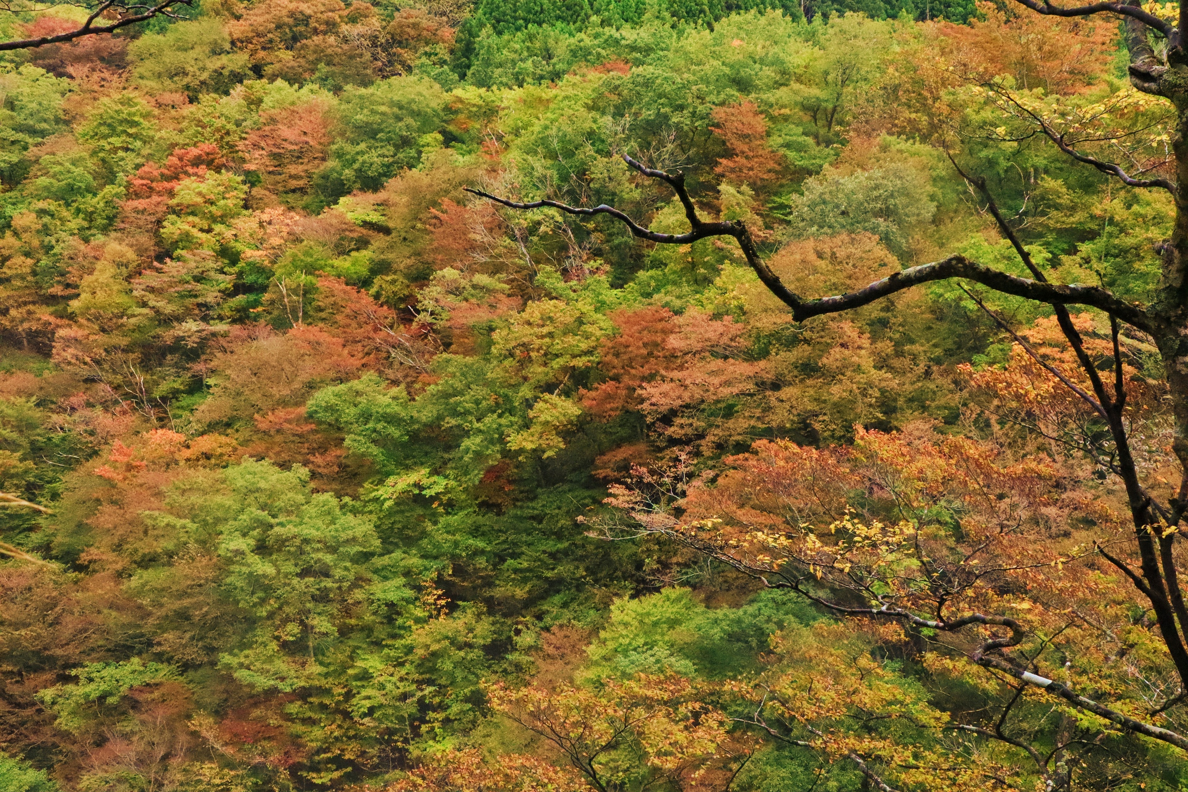 Lebendige Herbstblätter, die einen Hang bedecken