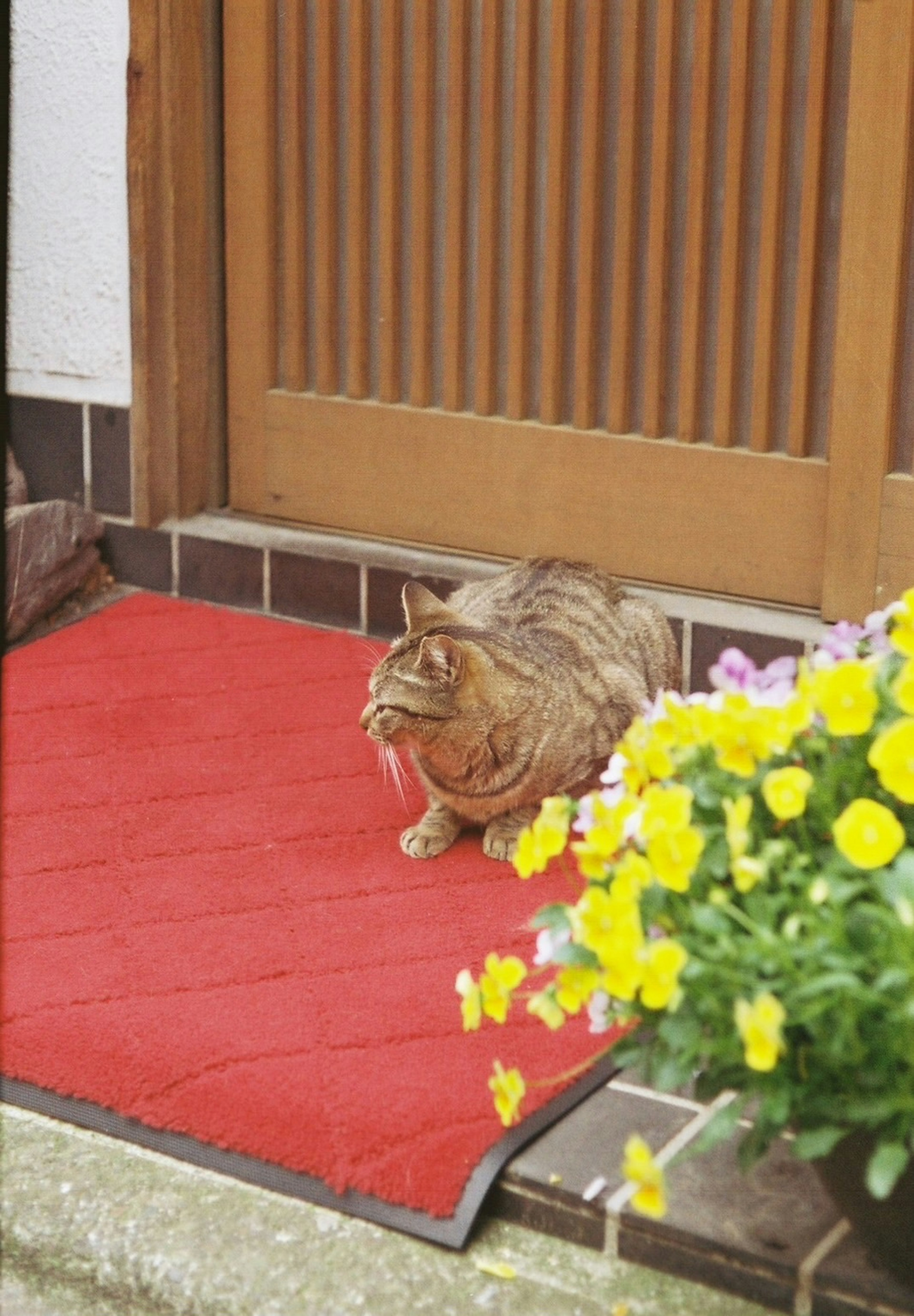 赤いマットの上に座る猫と花の鉢がある玄関の風景