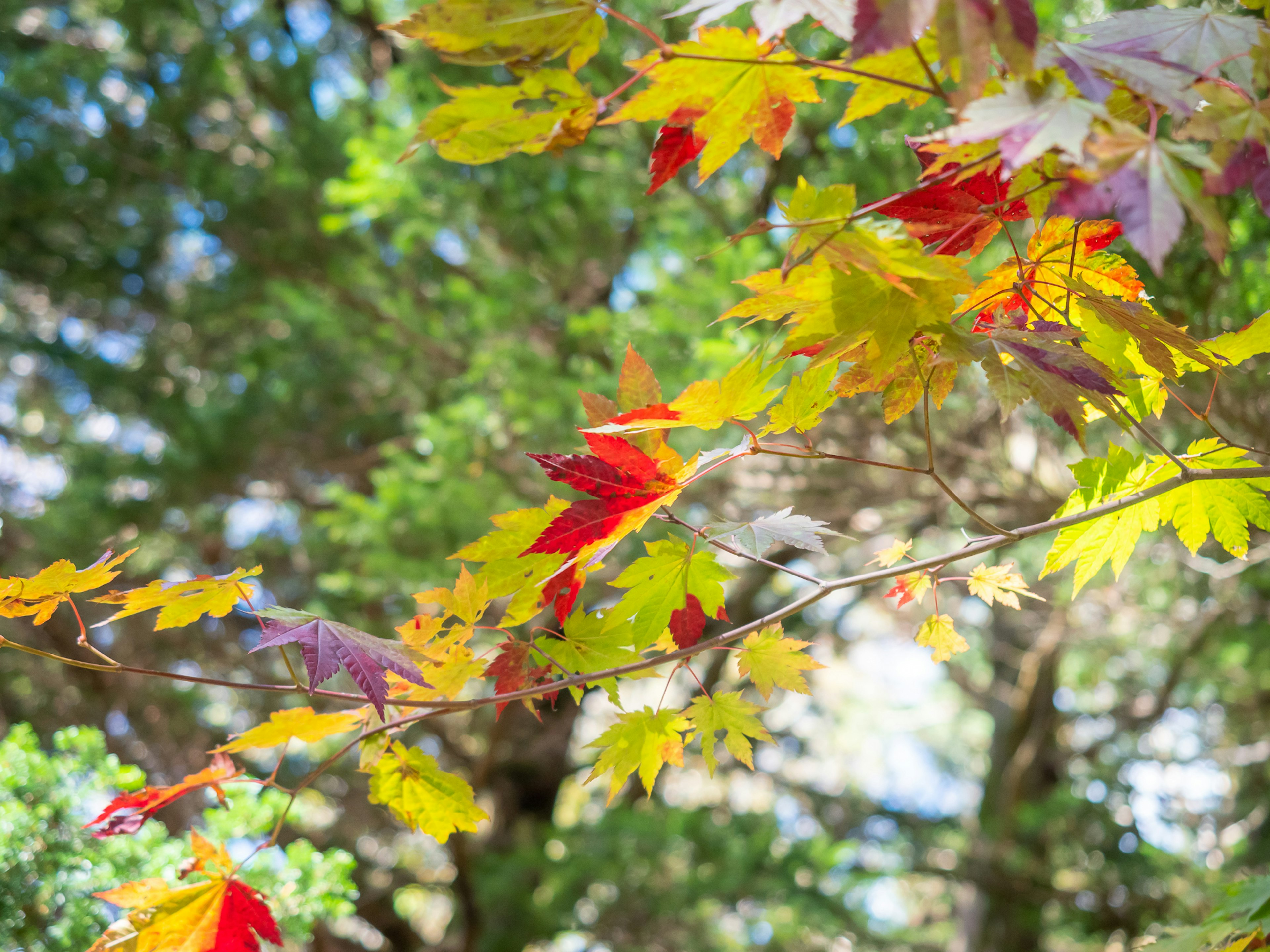 Foglie autunnali colorate su un ramo circondato da vegetazione