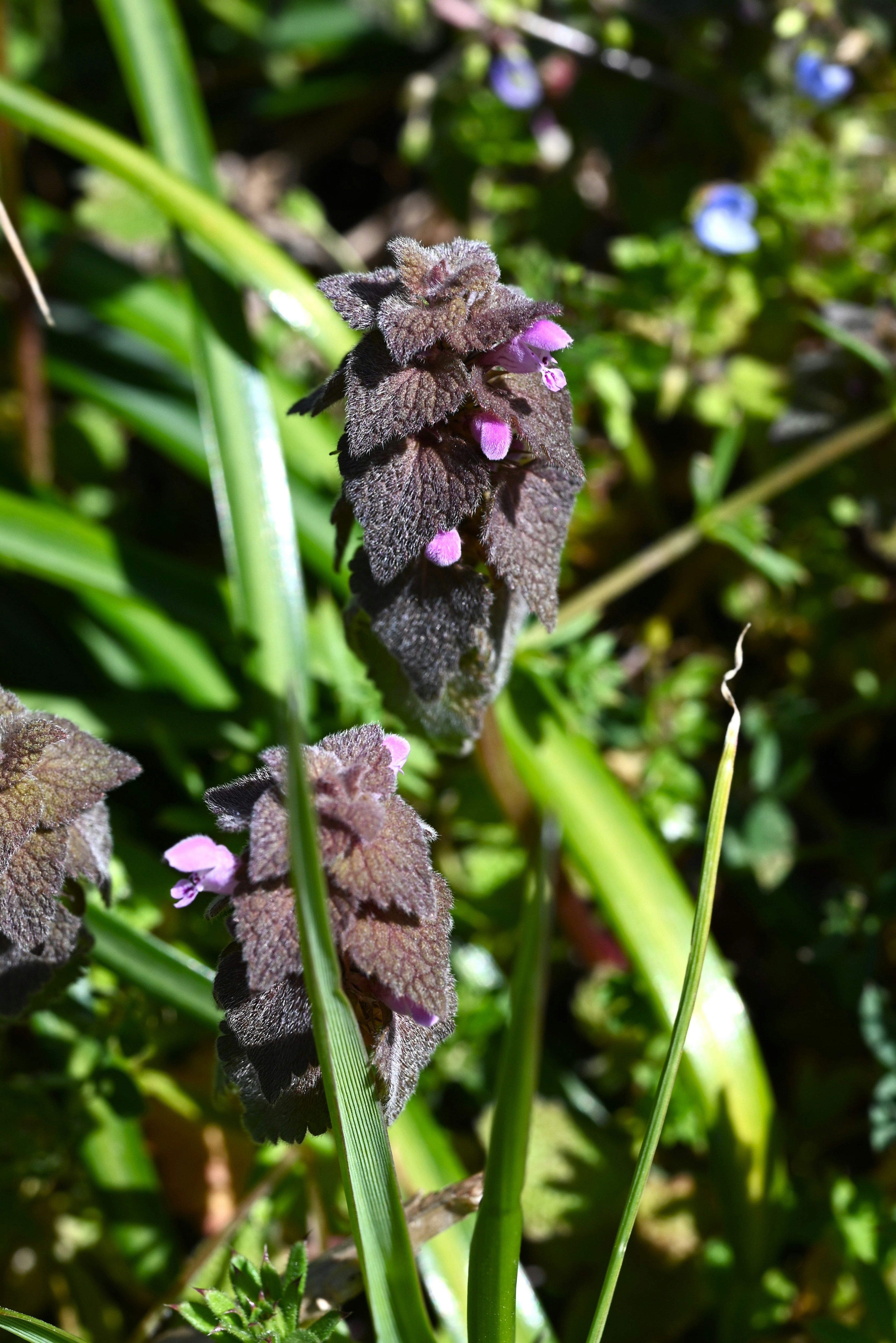 Planta con flores moradas entre la hierba verde