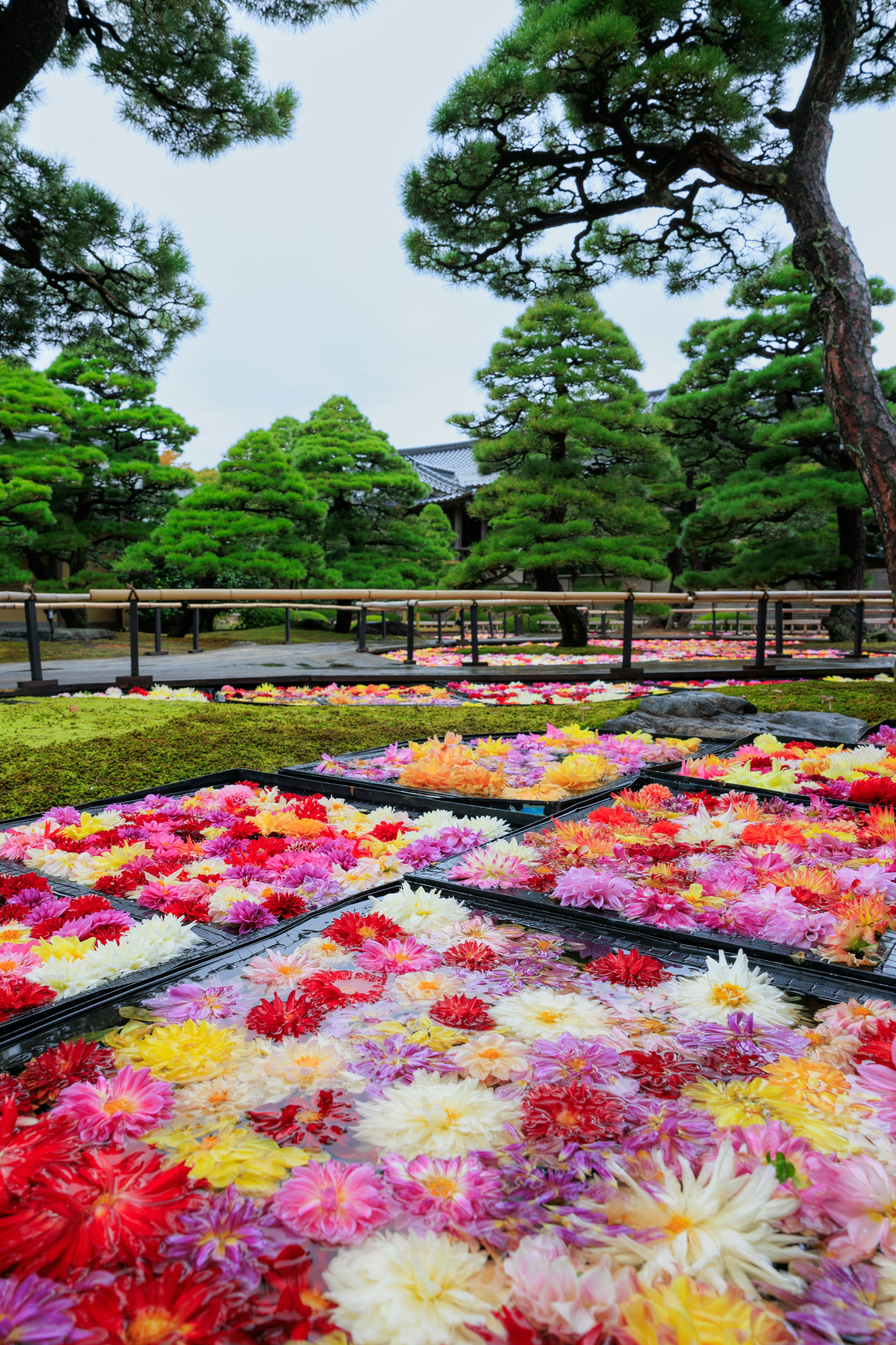 色とりどりの花が敷き詰められた庭園の風景と背景の松の木