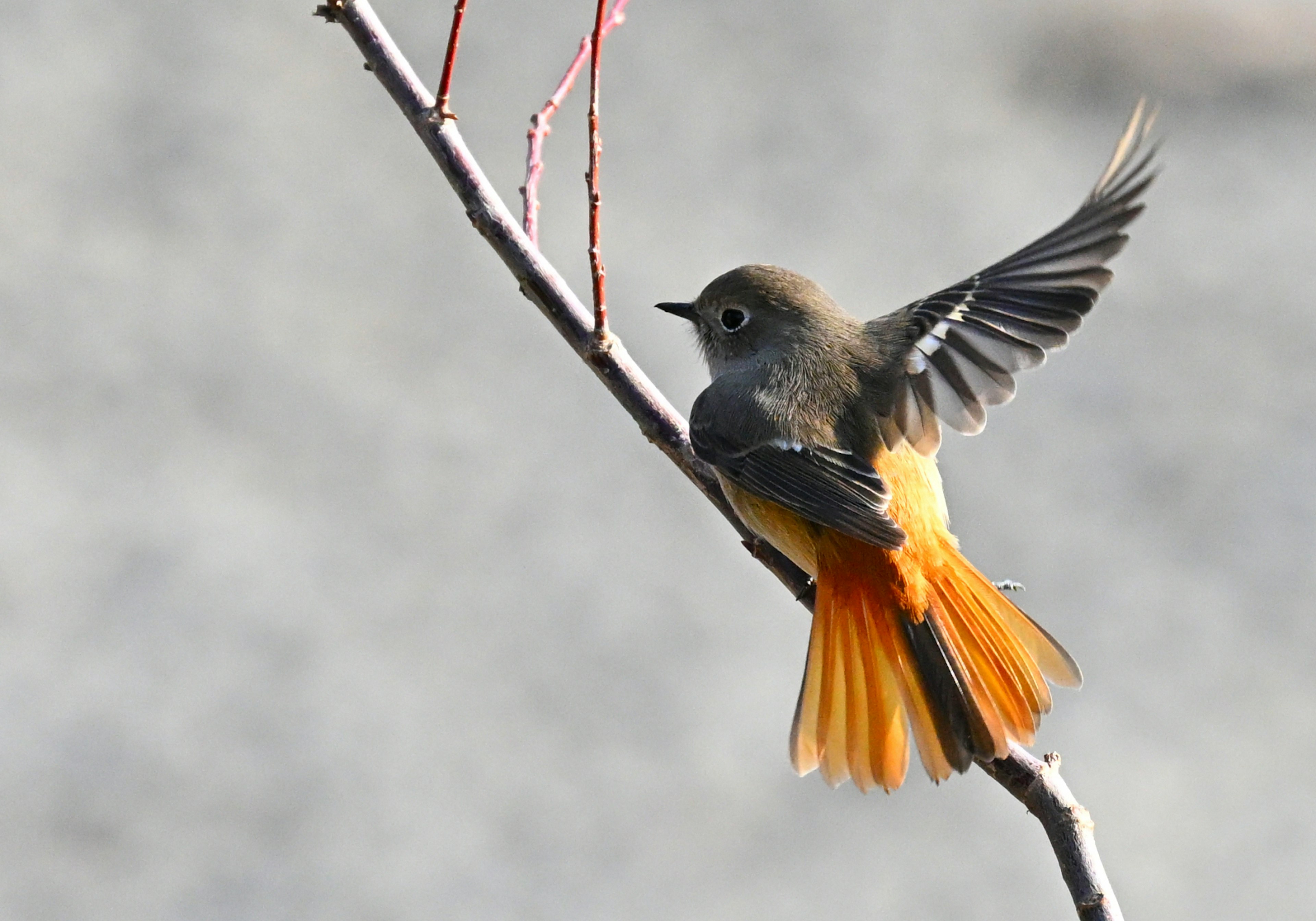 Un uccello con una coda arancione appollaiato su un ramo