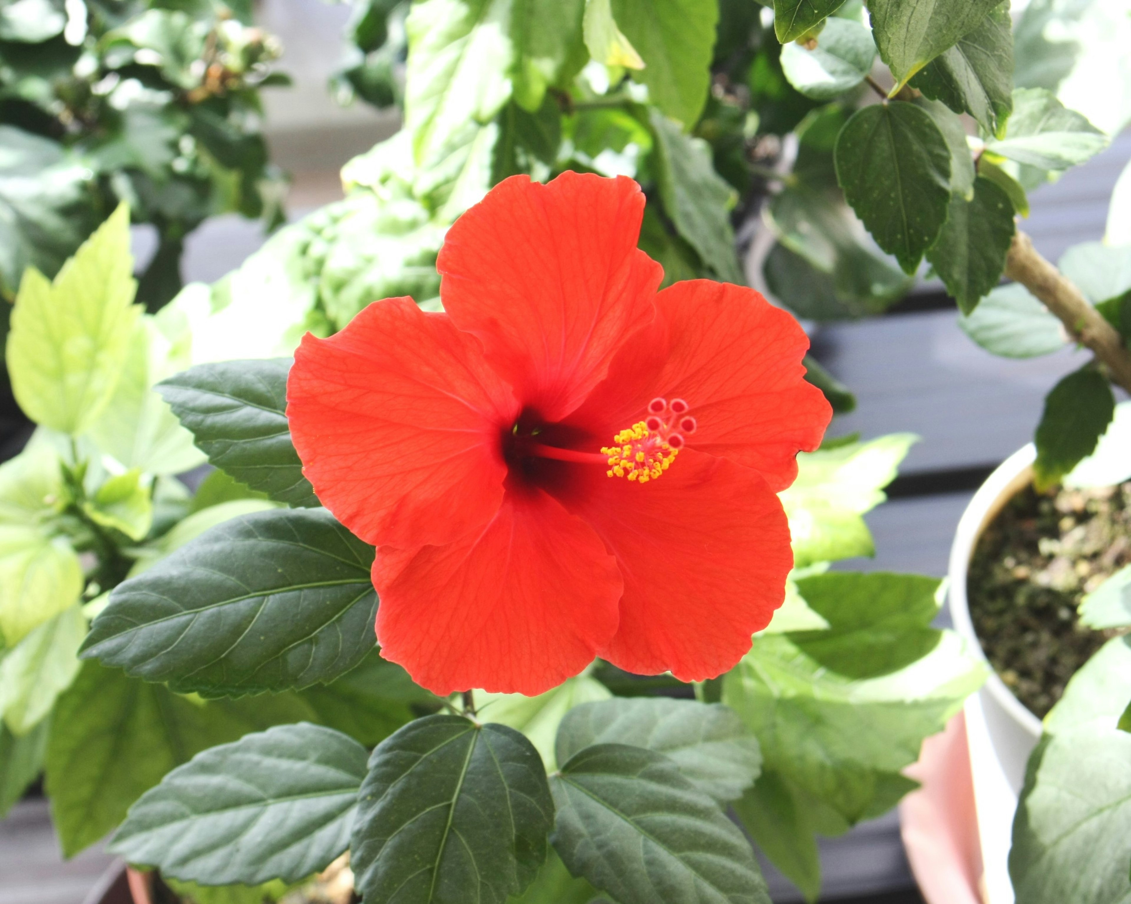 Lebendige rote Hibiskusblüte, die zwischen grünen Blättern blüht