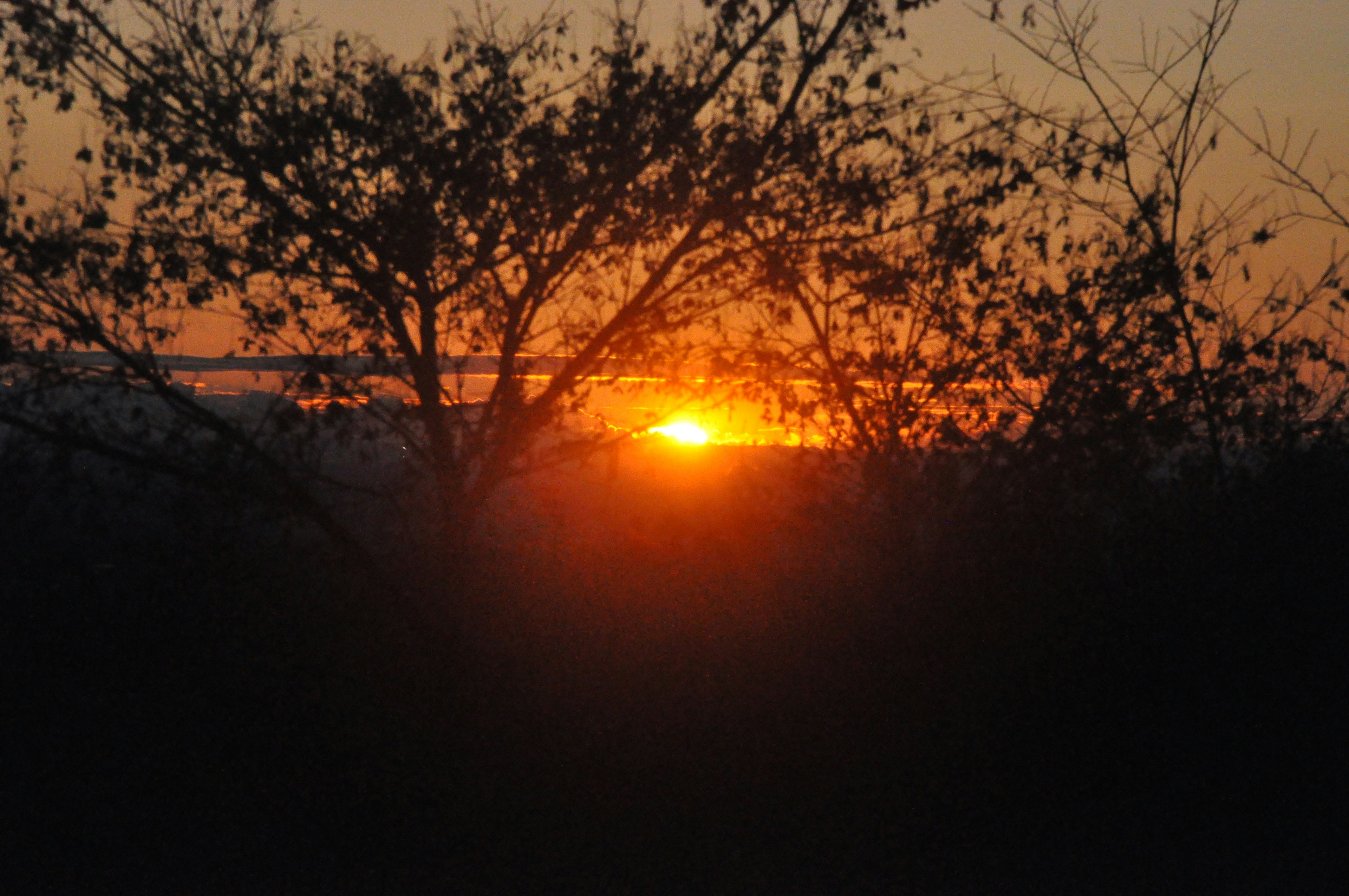 Sonnenuntergangsansicht durch silhouettierte Bäume