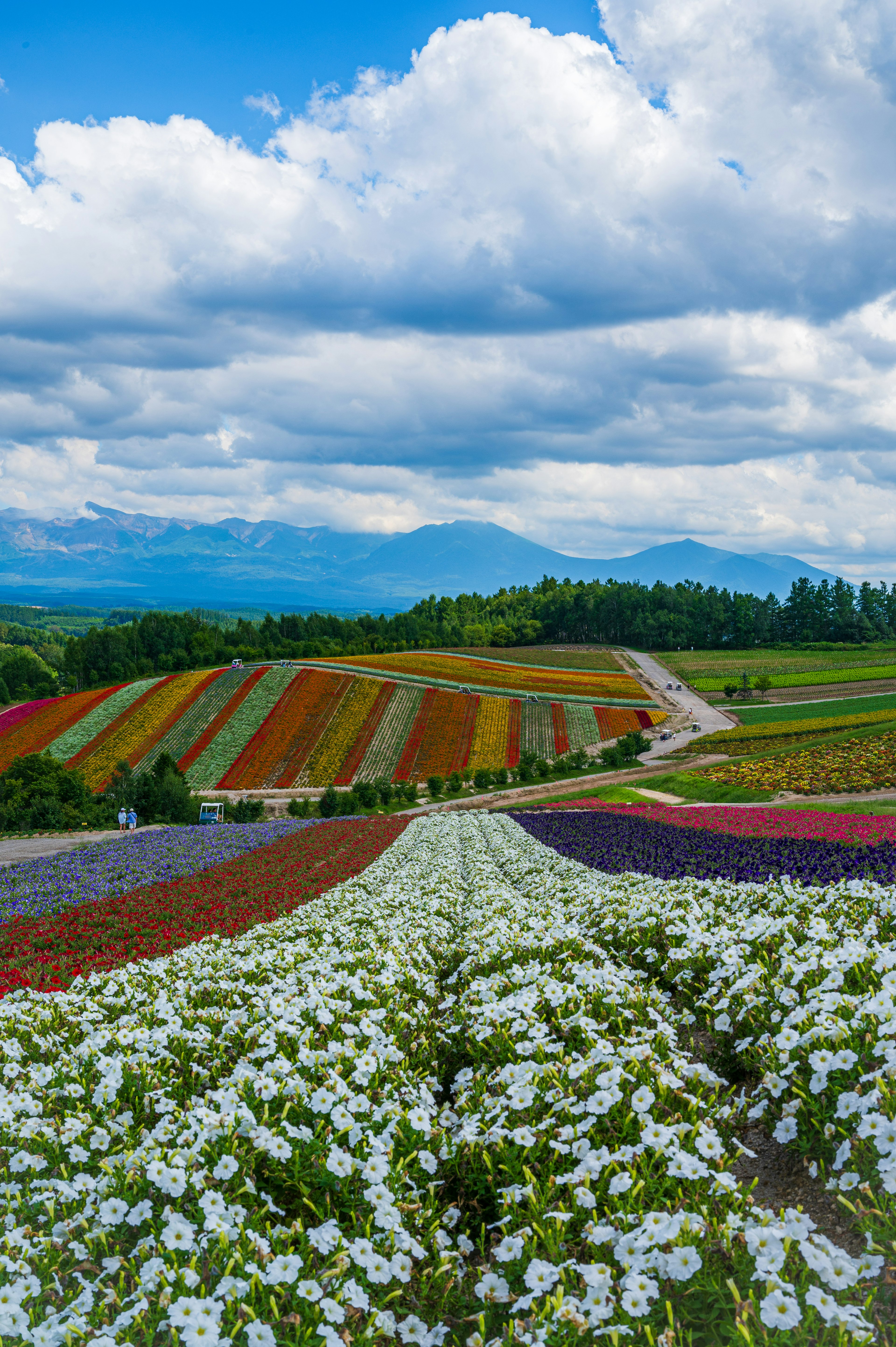 Lebendige Blumenfelder, die sich über eine malerische Landschaft erstrecken