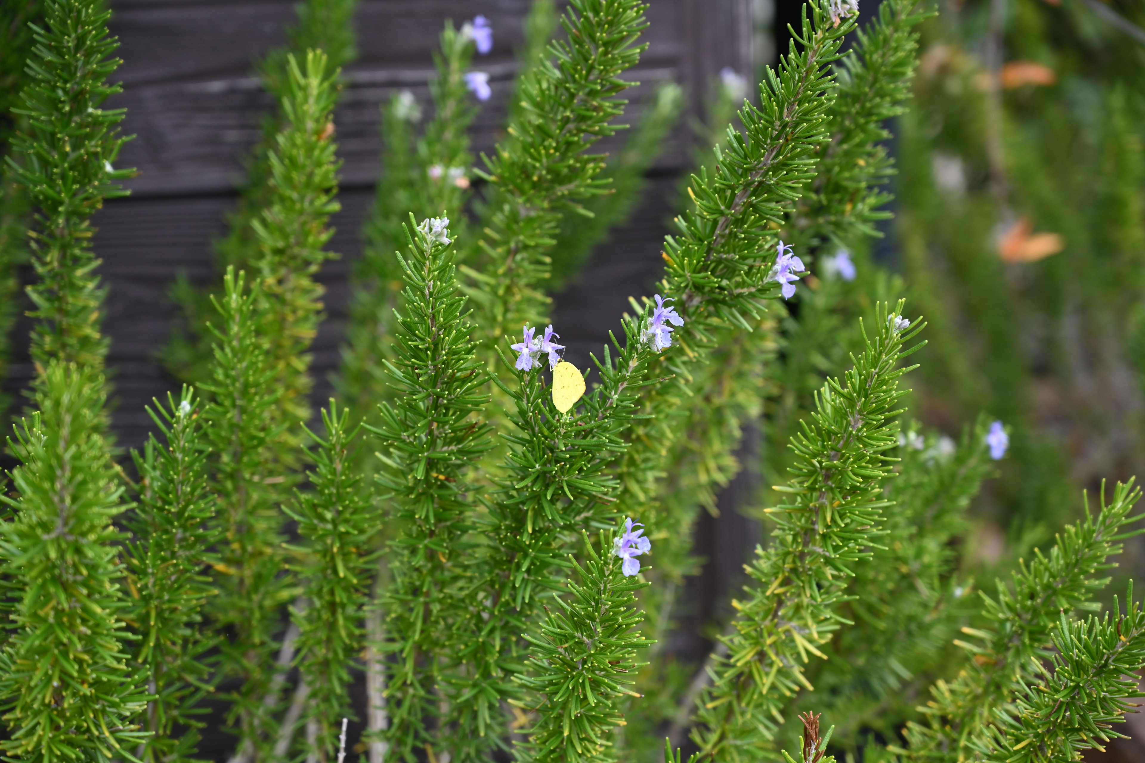 Plante herbacée avec des feuilles vertes et des fleurs violettes