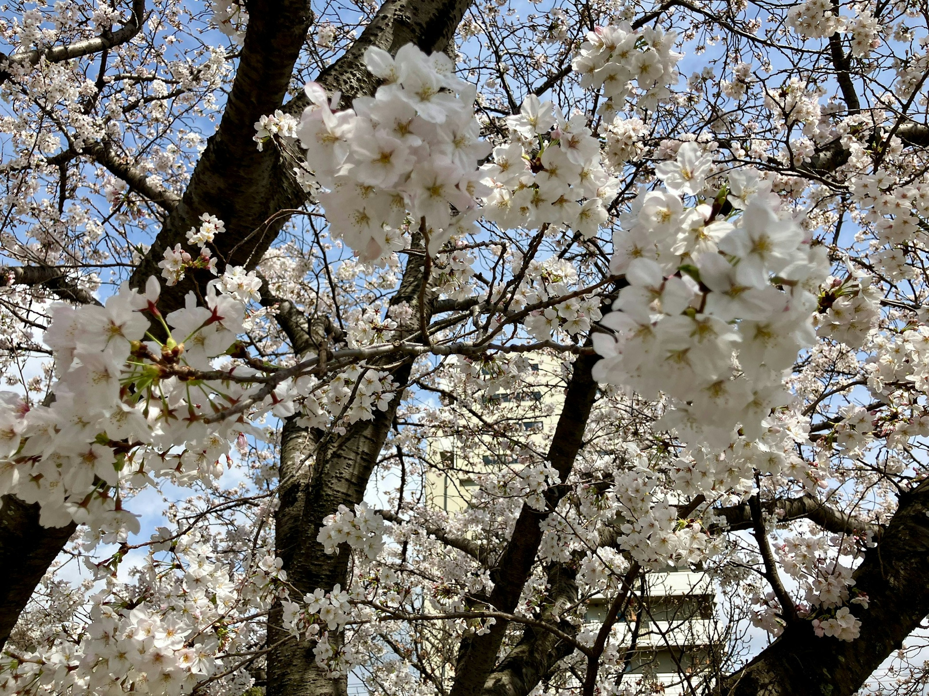 Kedekatan bunga sakura di cabang pohon