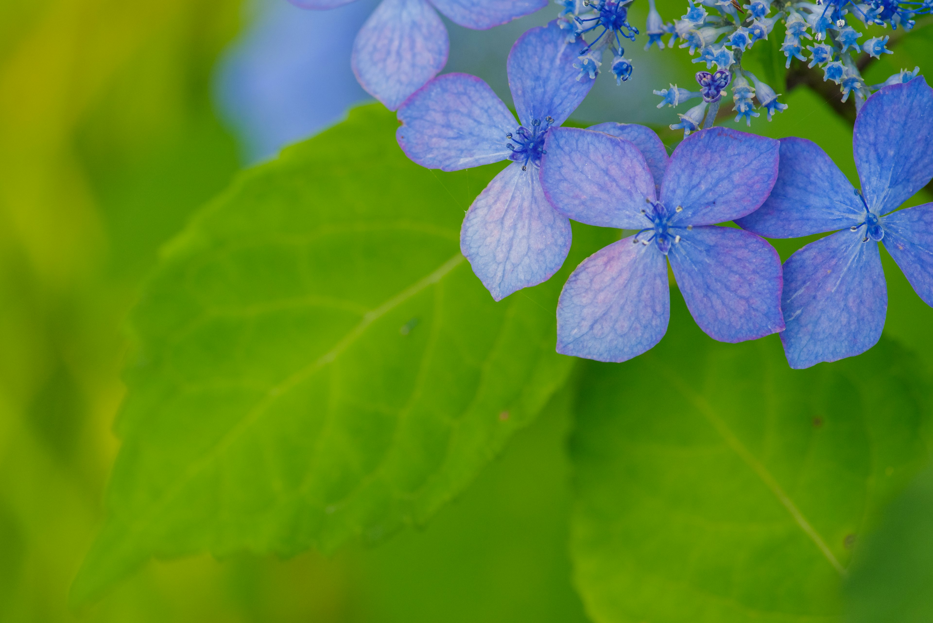 Photo en gros plan avec des fleurs bleues et des feuilles vertes