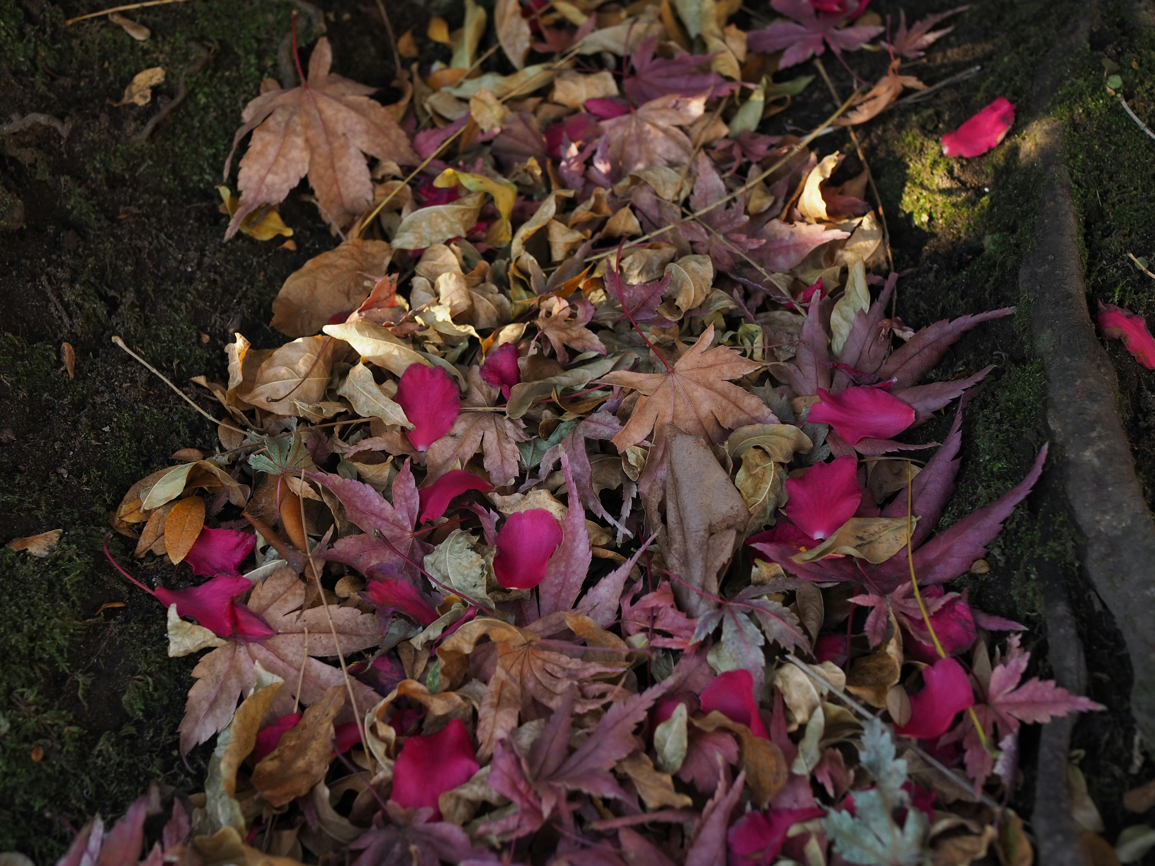 A variety of colorful fallen leaves scattered on the ground