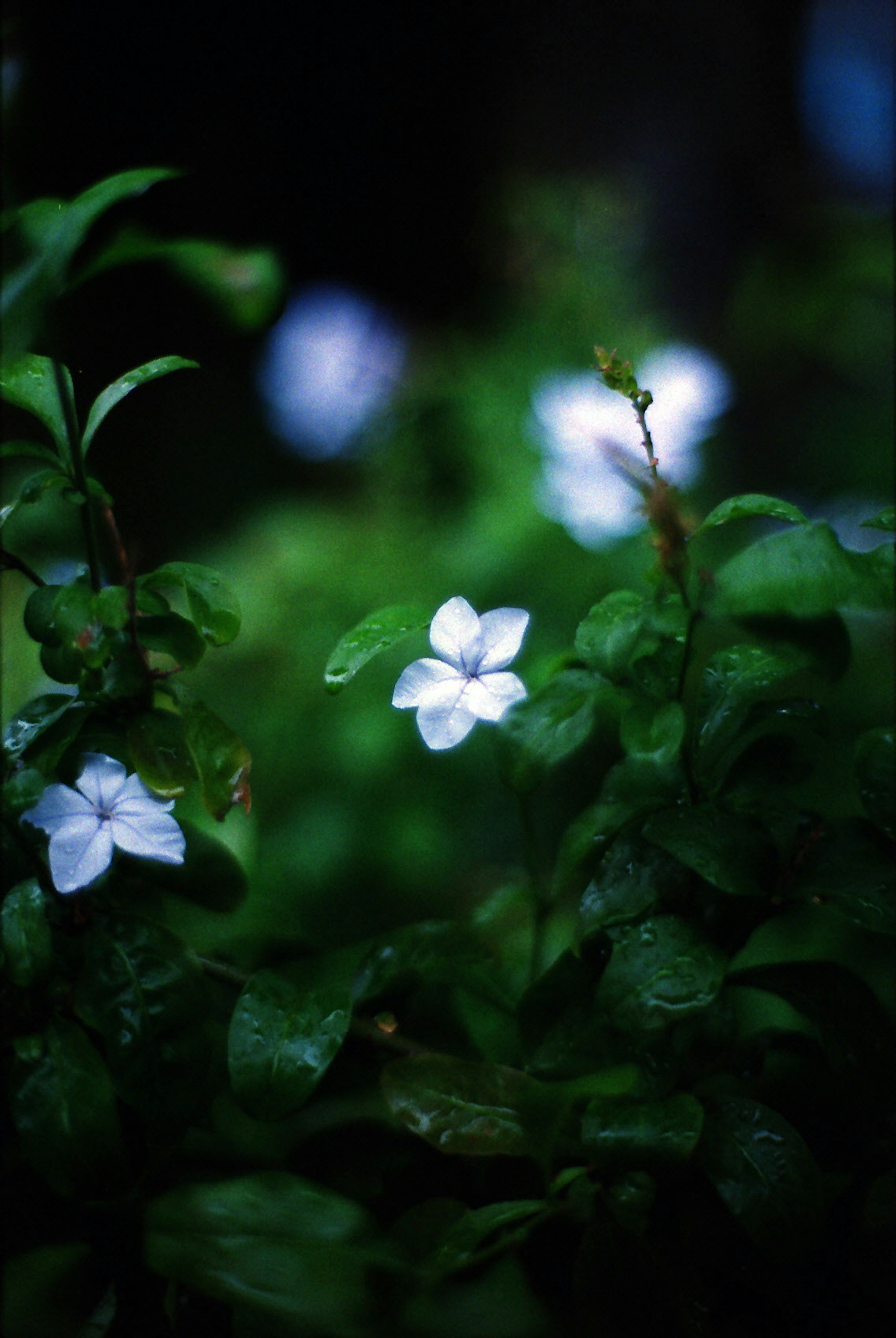 Primer plano de flores blancas entre hojas verdes con fondo oscuro