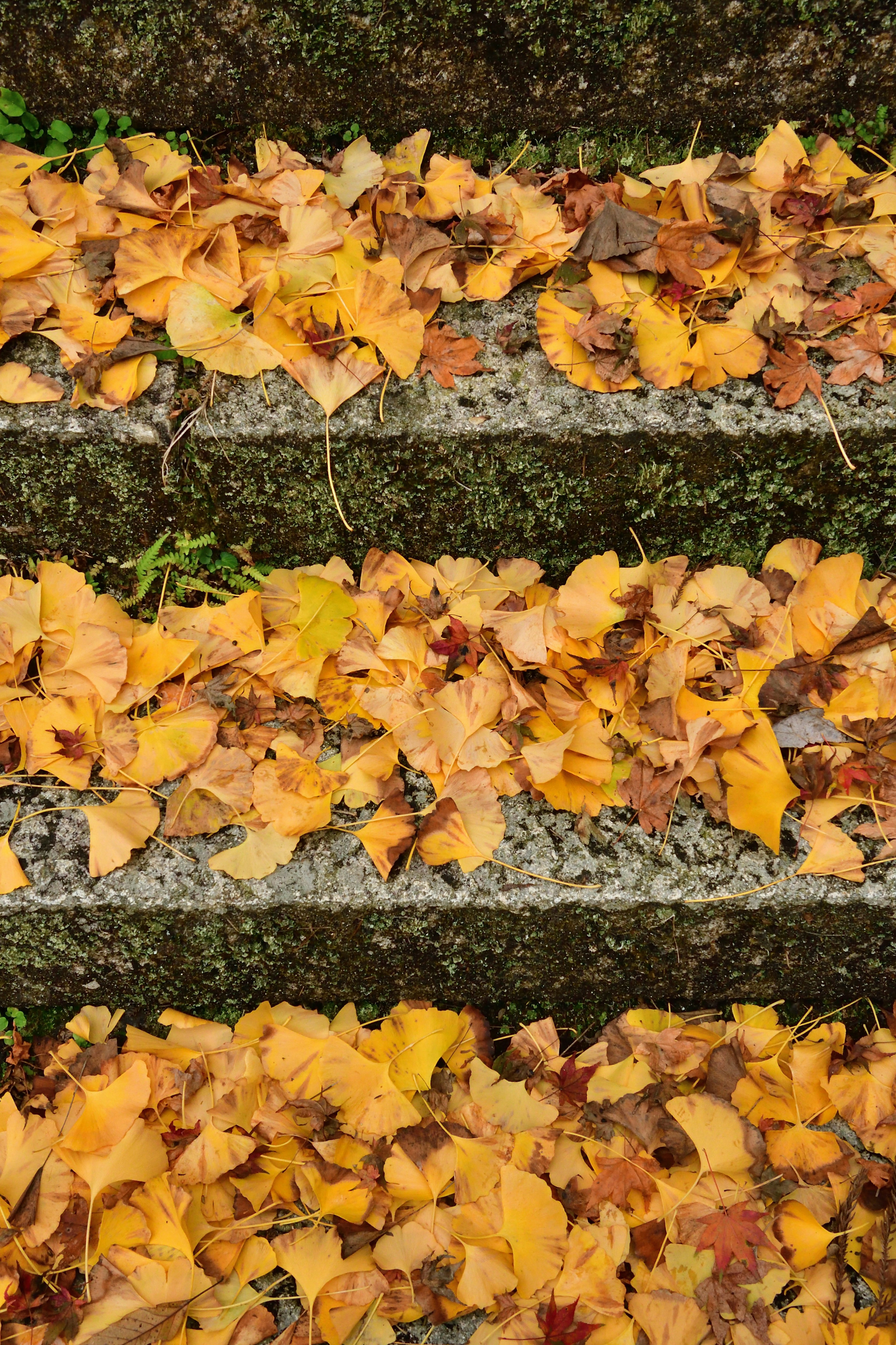 Gelbe Herbstblätter auf Steinstufen verstreut