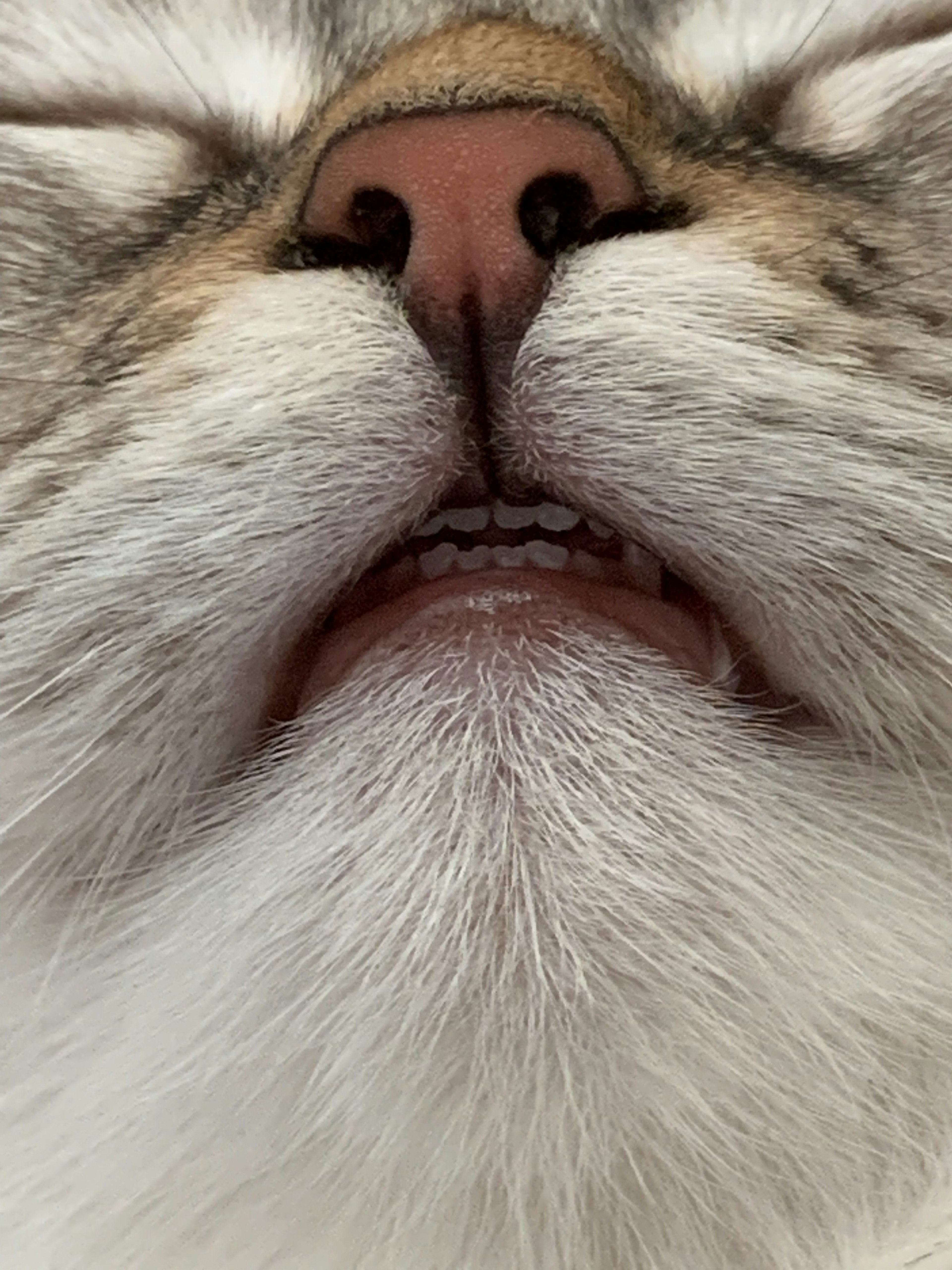 Close-up of a cat's face showing its nose and mouth