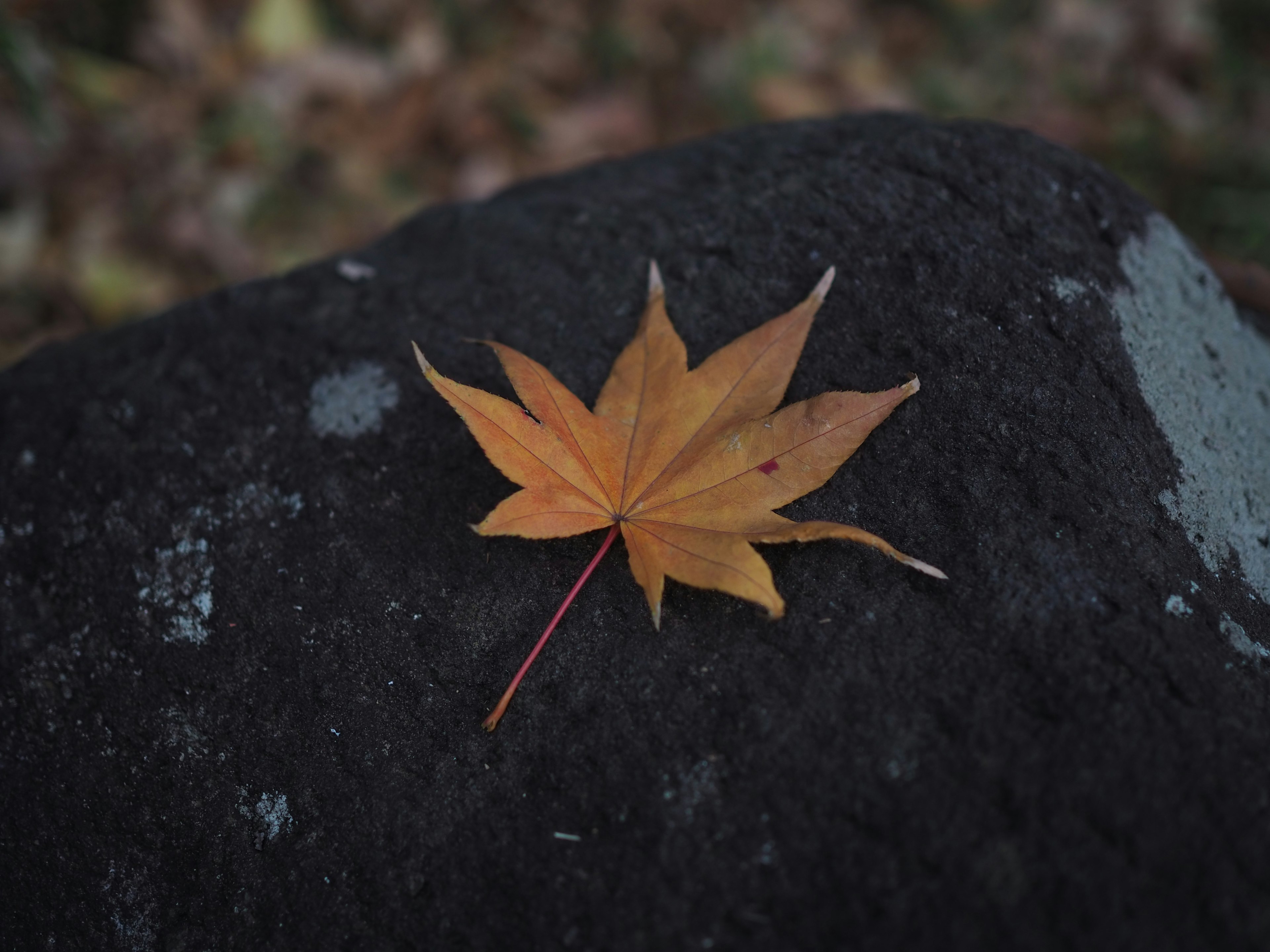 ใบเมเปิ้ลสีส้ม resting on a rock