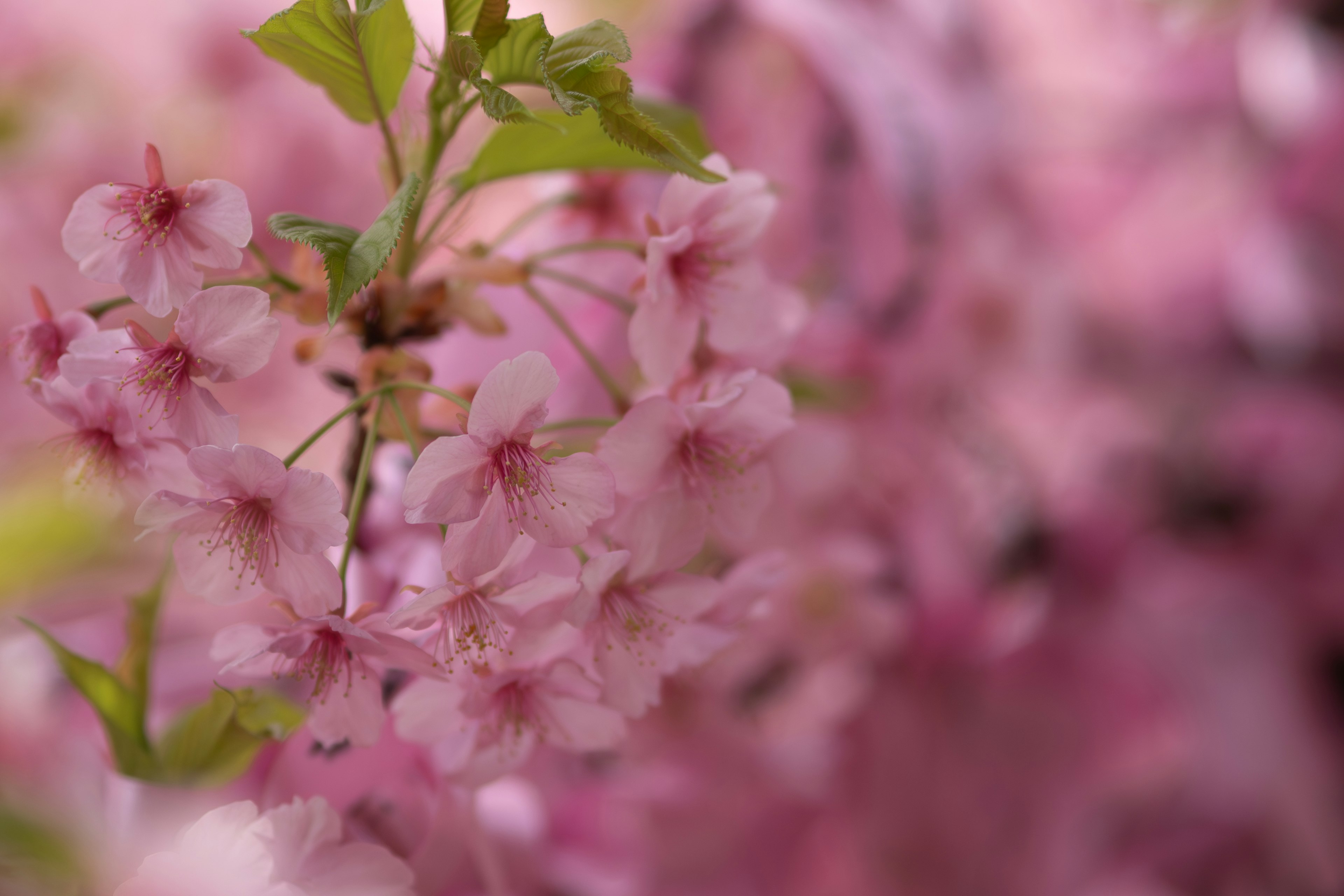 Close-up of cherry blossoms on a branch soft pink petals and green leaves