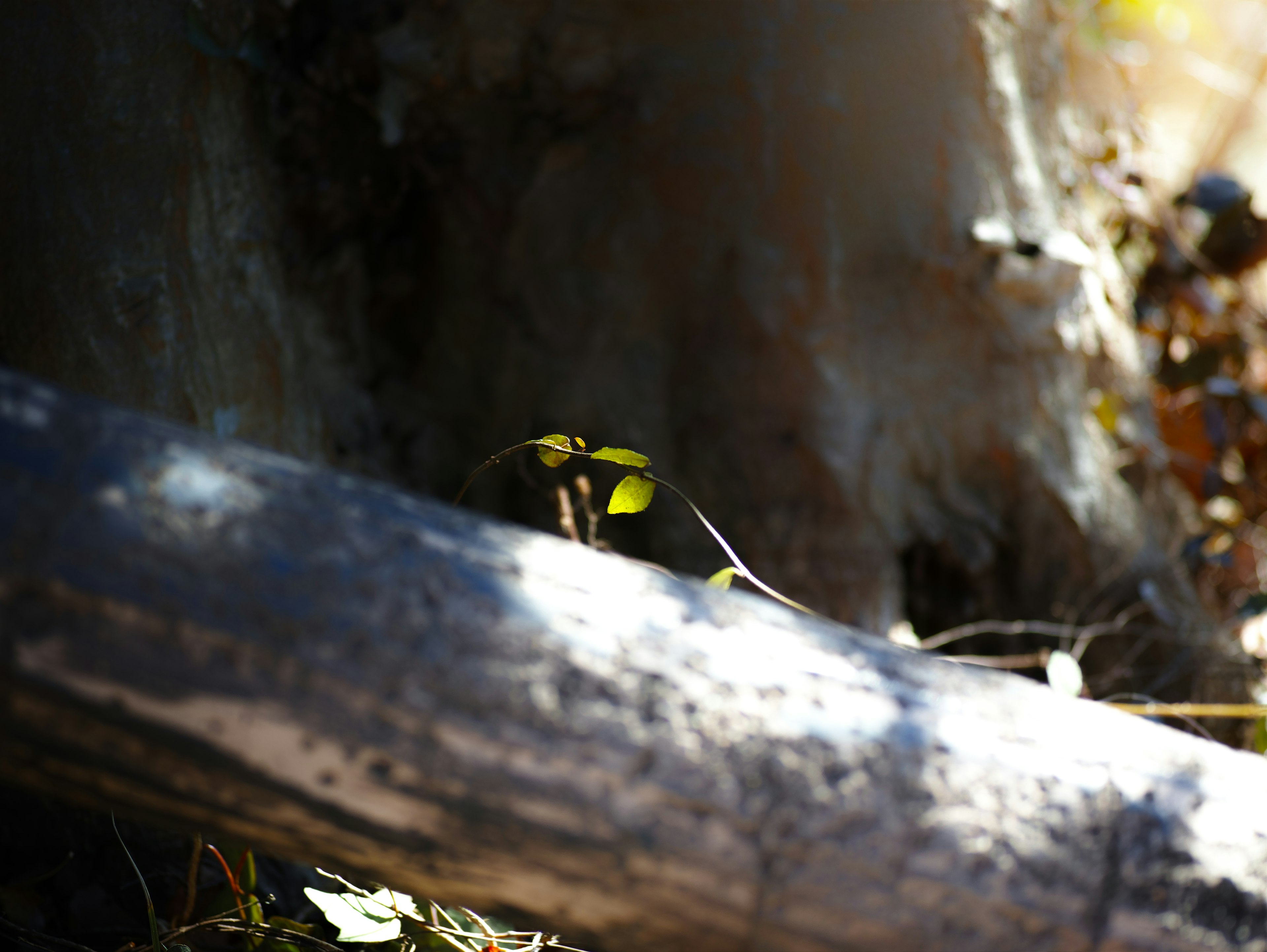 Close-up of a small green leaf near a tree trunk in a natural setting