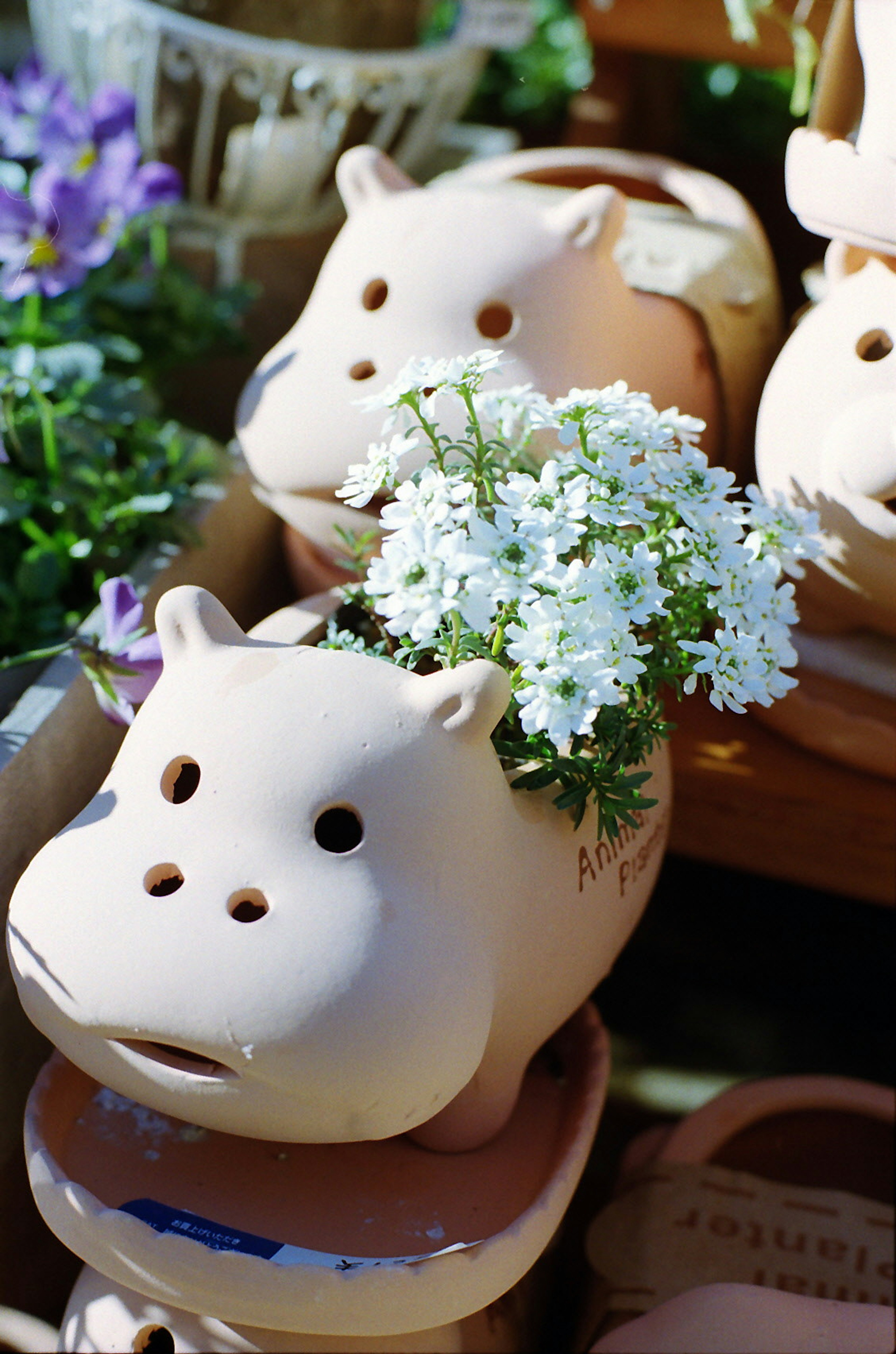 Joli pot en céramique en forme d'hippopotame avec des fleurs blanches