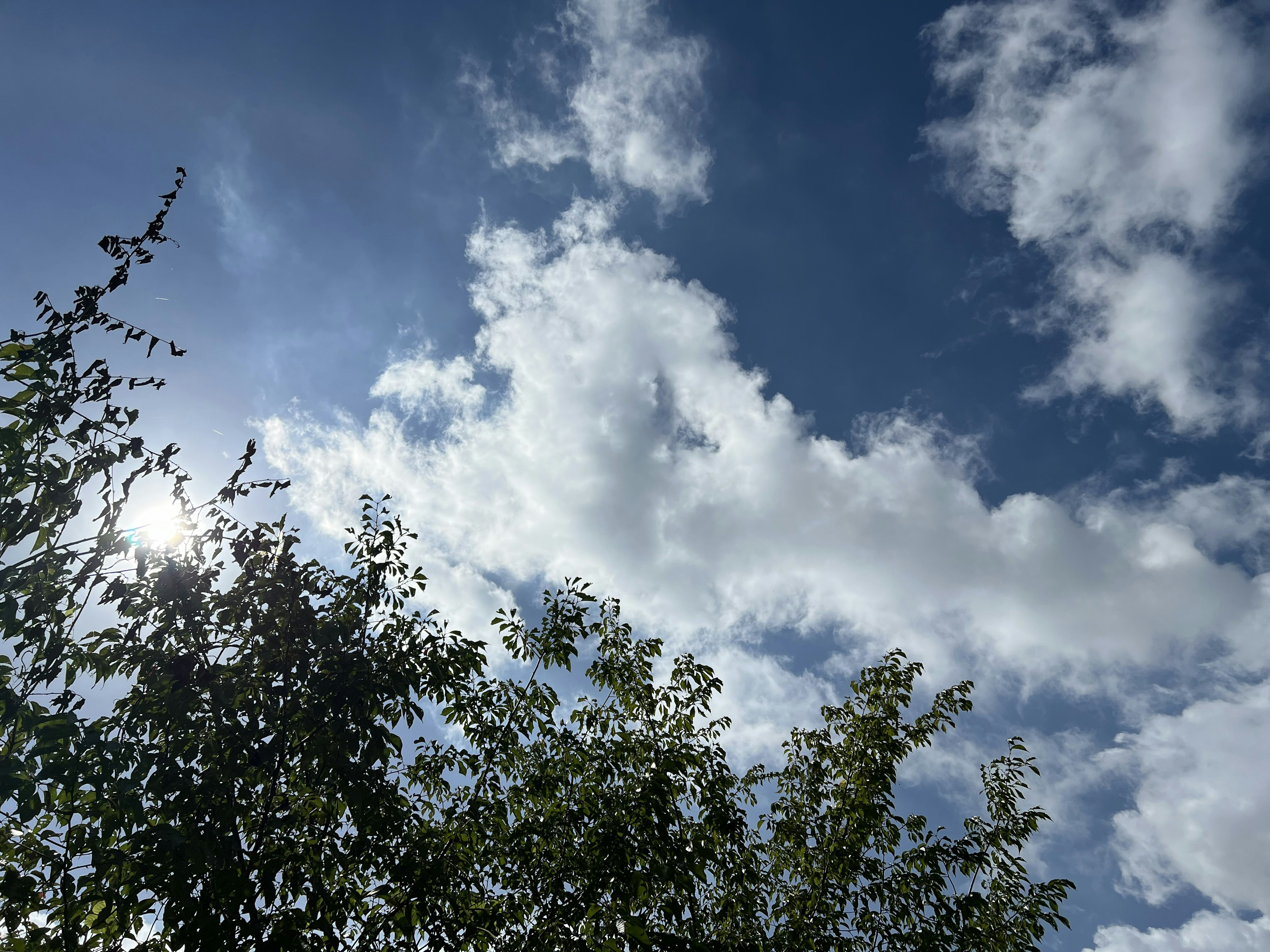 Blue sky with white clouds and green foliage