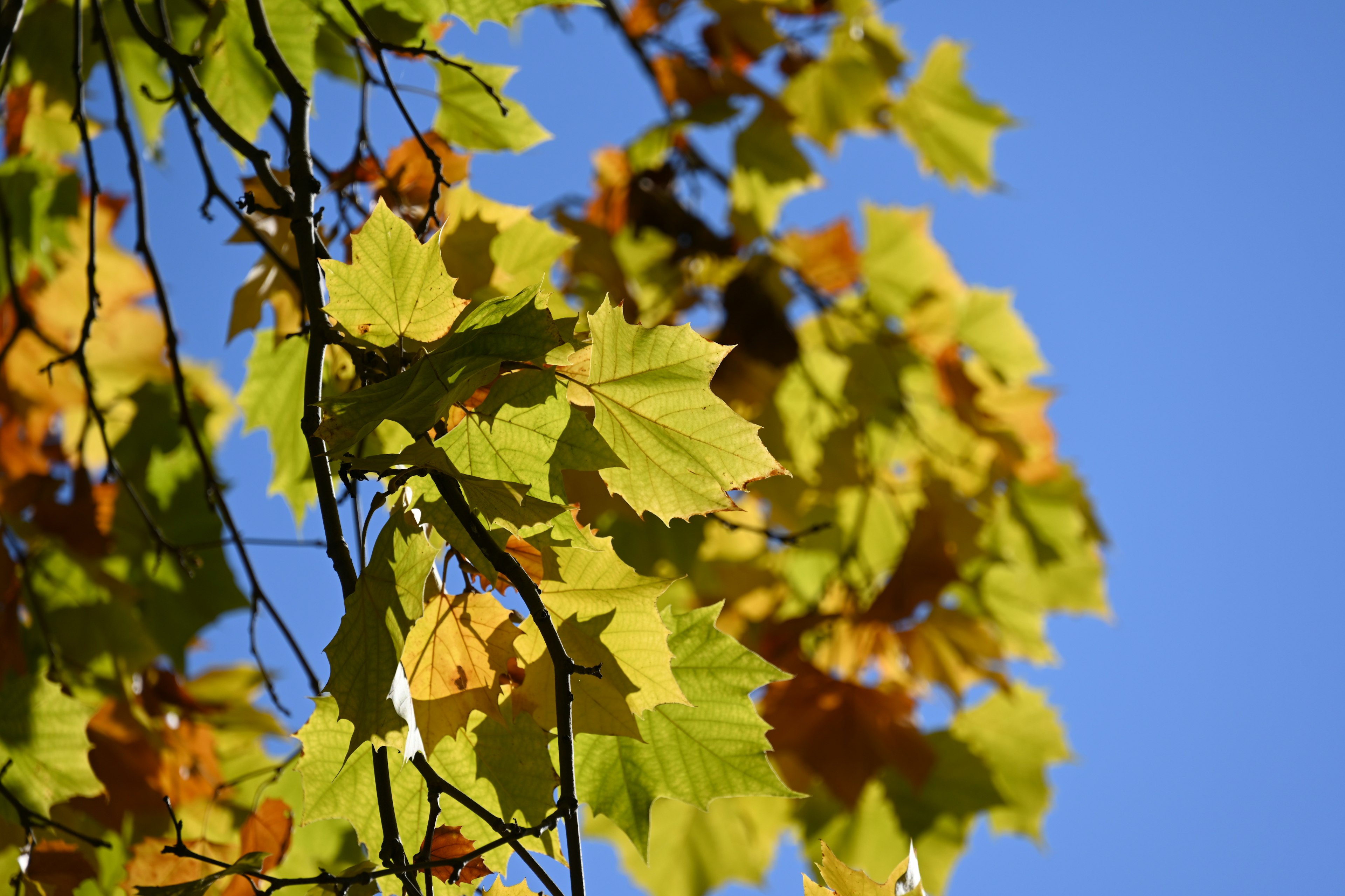 Grüne und gelbe Blätter unter einem blauen Himmel