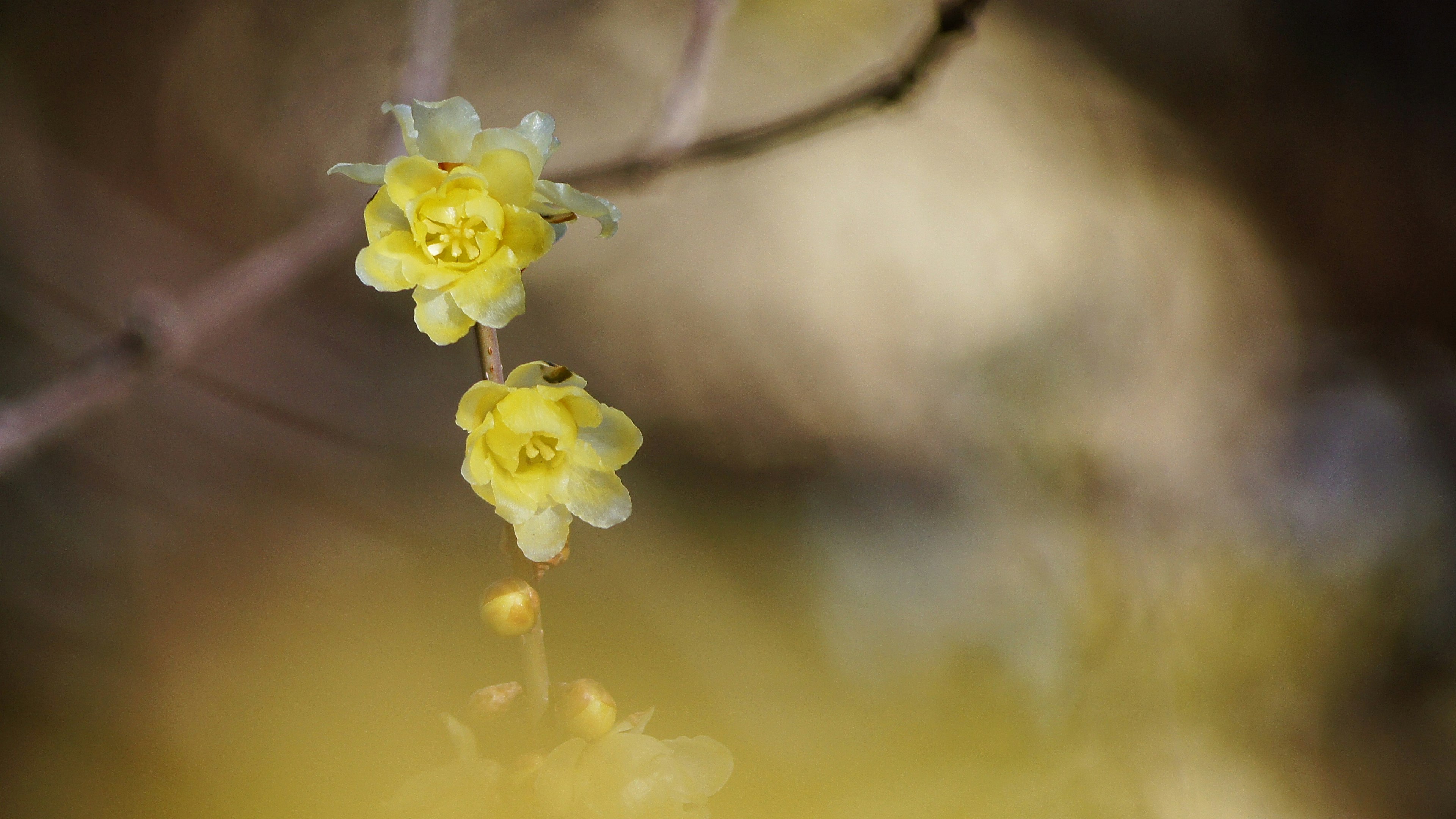 Primo piano di fiori gialli che sbocciano su un ramo