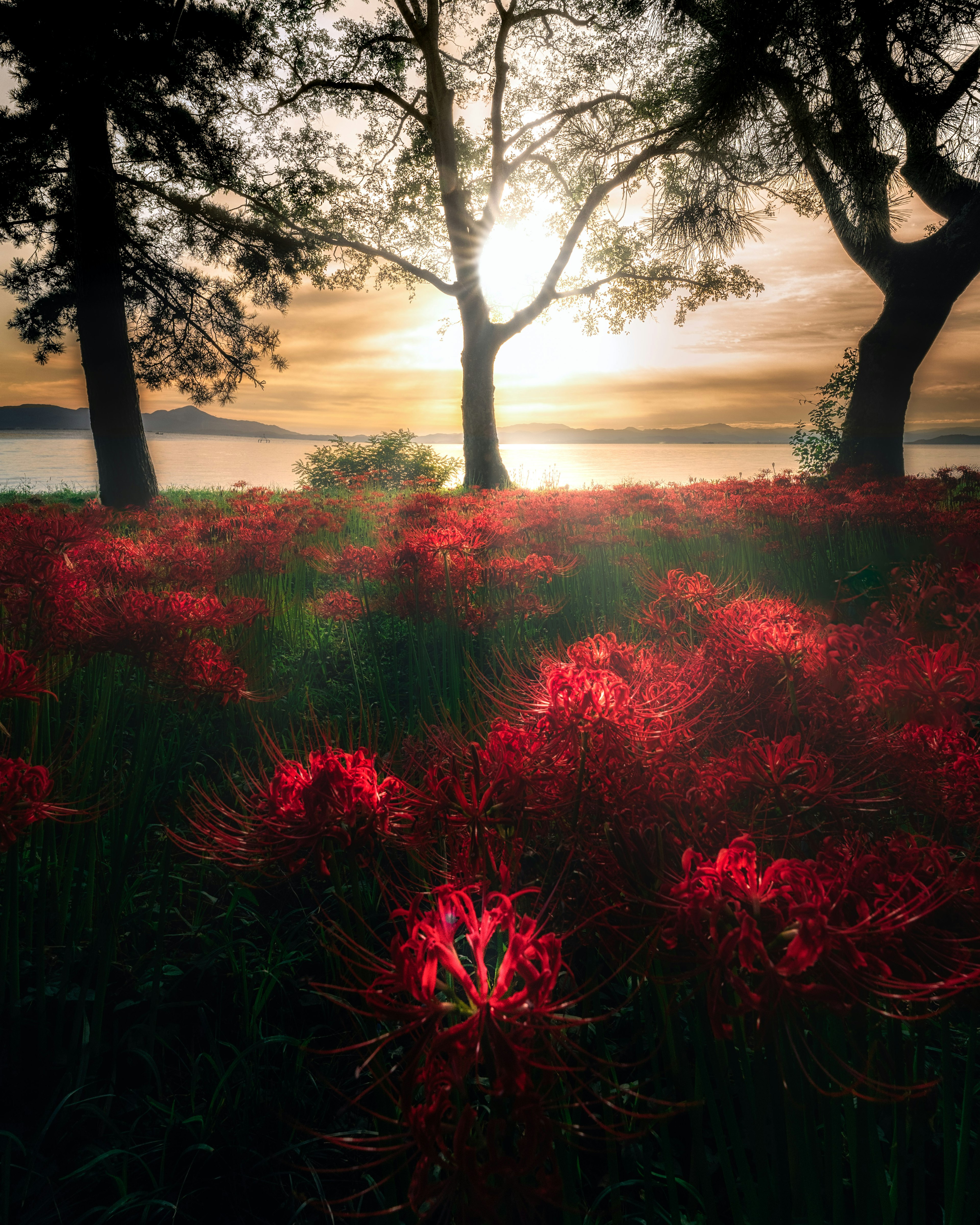 Campo de flores rojas con árboles y atardecer de fondo