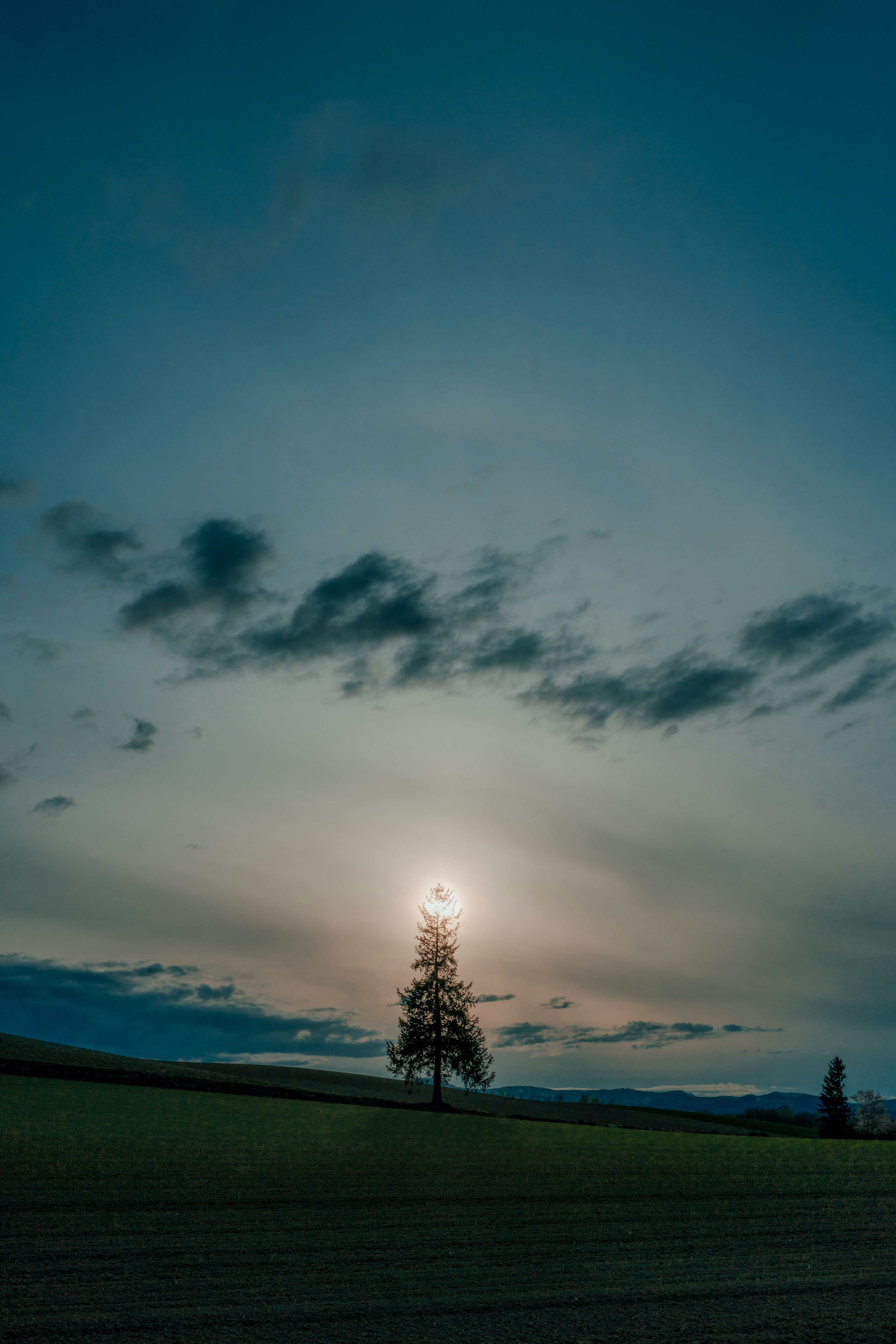 夕暮れの空に立つ一本の木と美しい雲