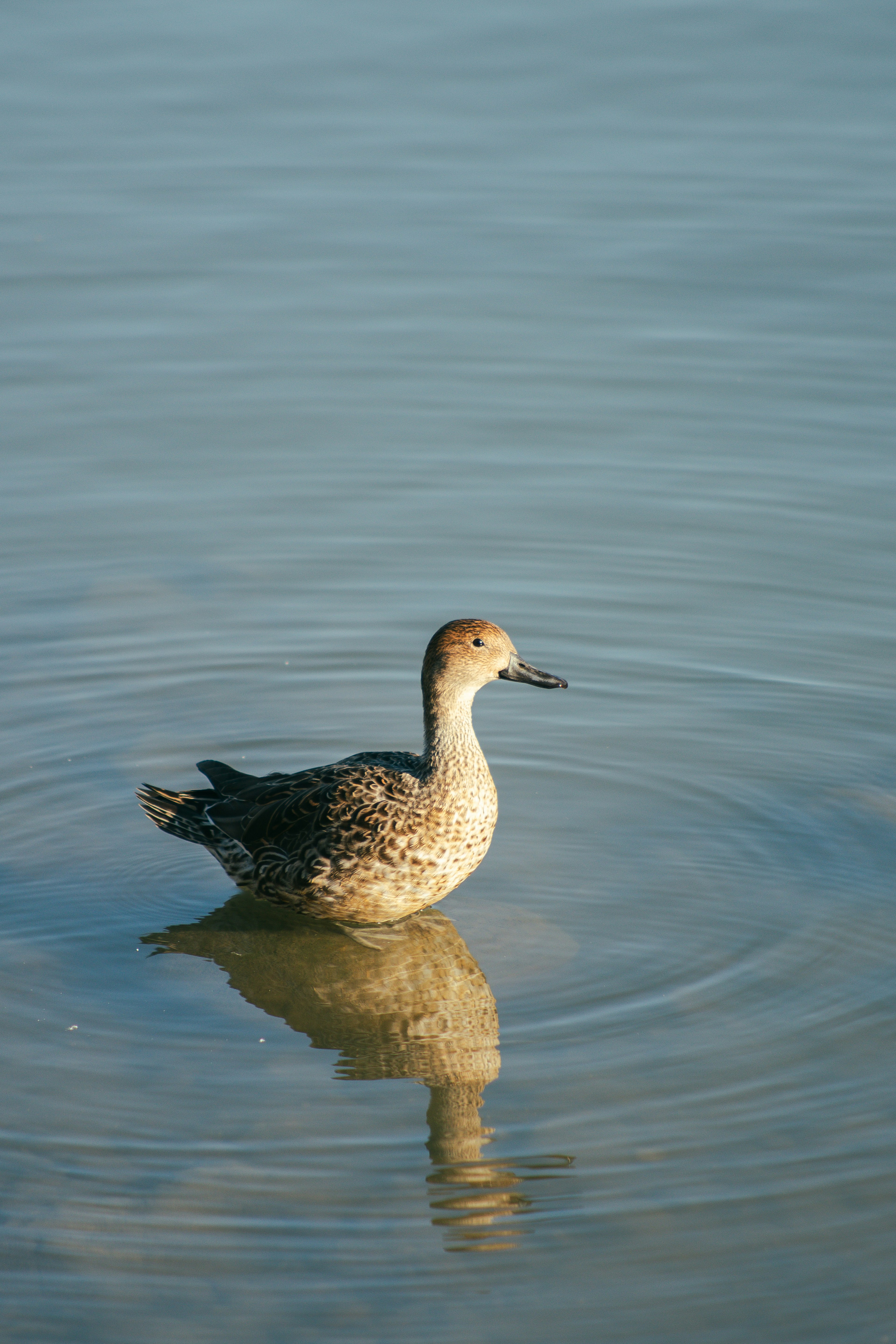 Eine Ente, die auf einer ruhigen Wasseroberfläche mit sichtbaren Reflexionen schwimmt