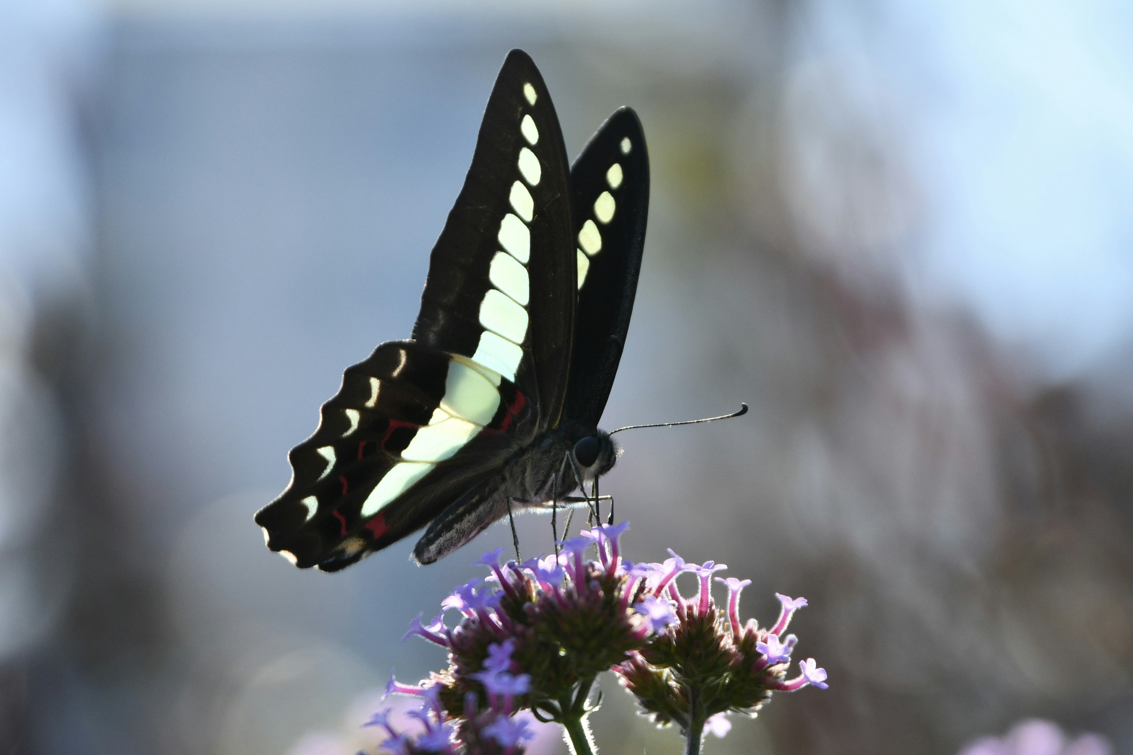 Una farfalla nera posata su un fiore che mostra colori vivaci