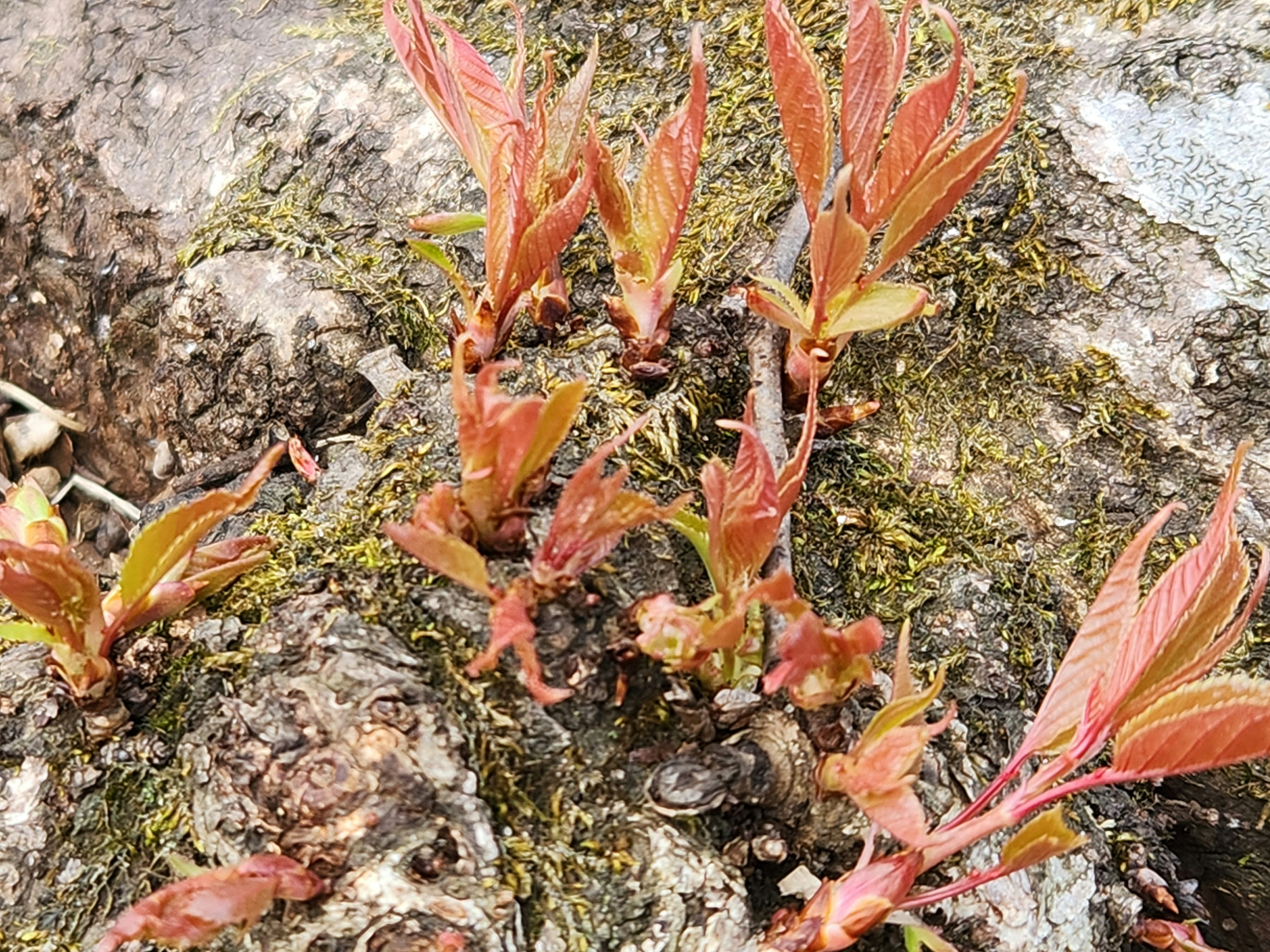 Scene of new buds emerging from a tree trunk